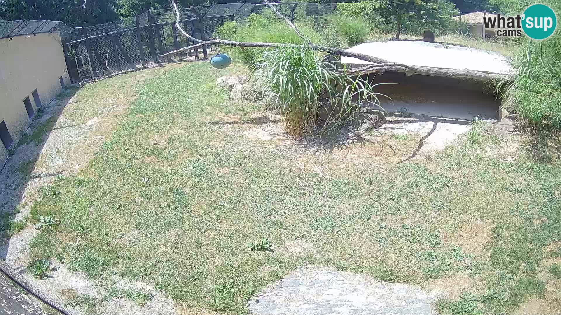 Löwe live Webcam im Zoo von Ljubljana – Slowenien