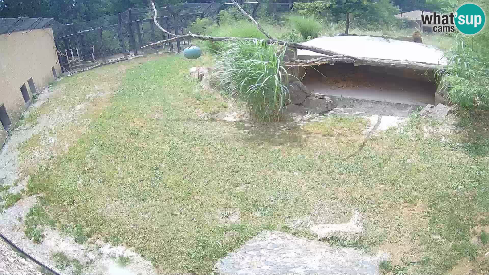 Lavovi web kamera uživo u ljubljanskom zoološkom vrtu – Slovenija
