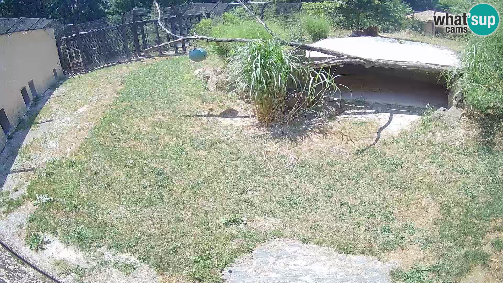 LEON Webcam en vivo en Ljubljana Zoo – Eslovenia