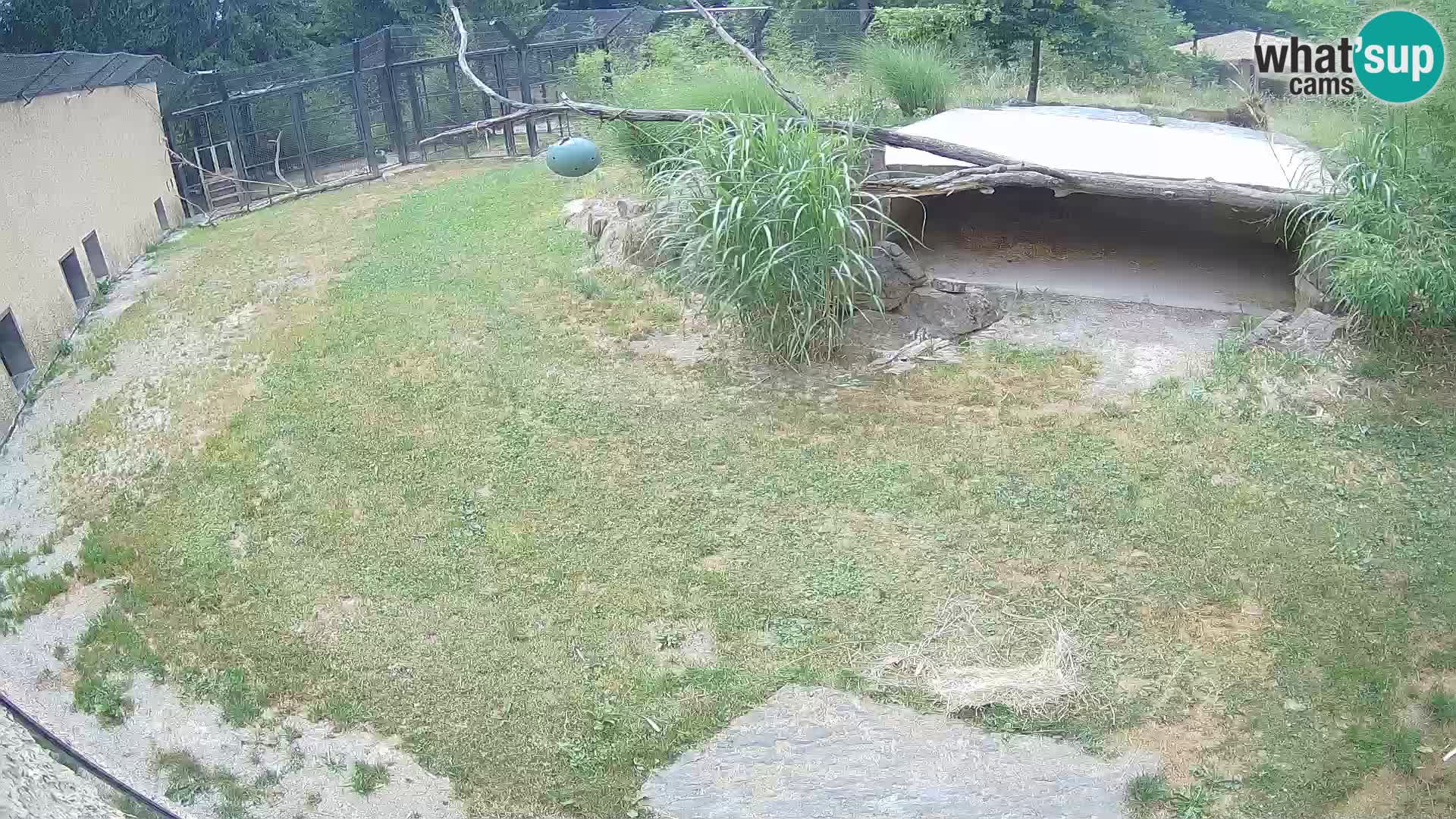Löwe live Webcam im Zoo von Ljubljana – Slowenien