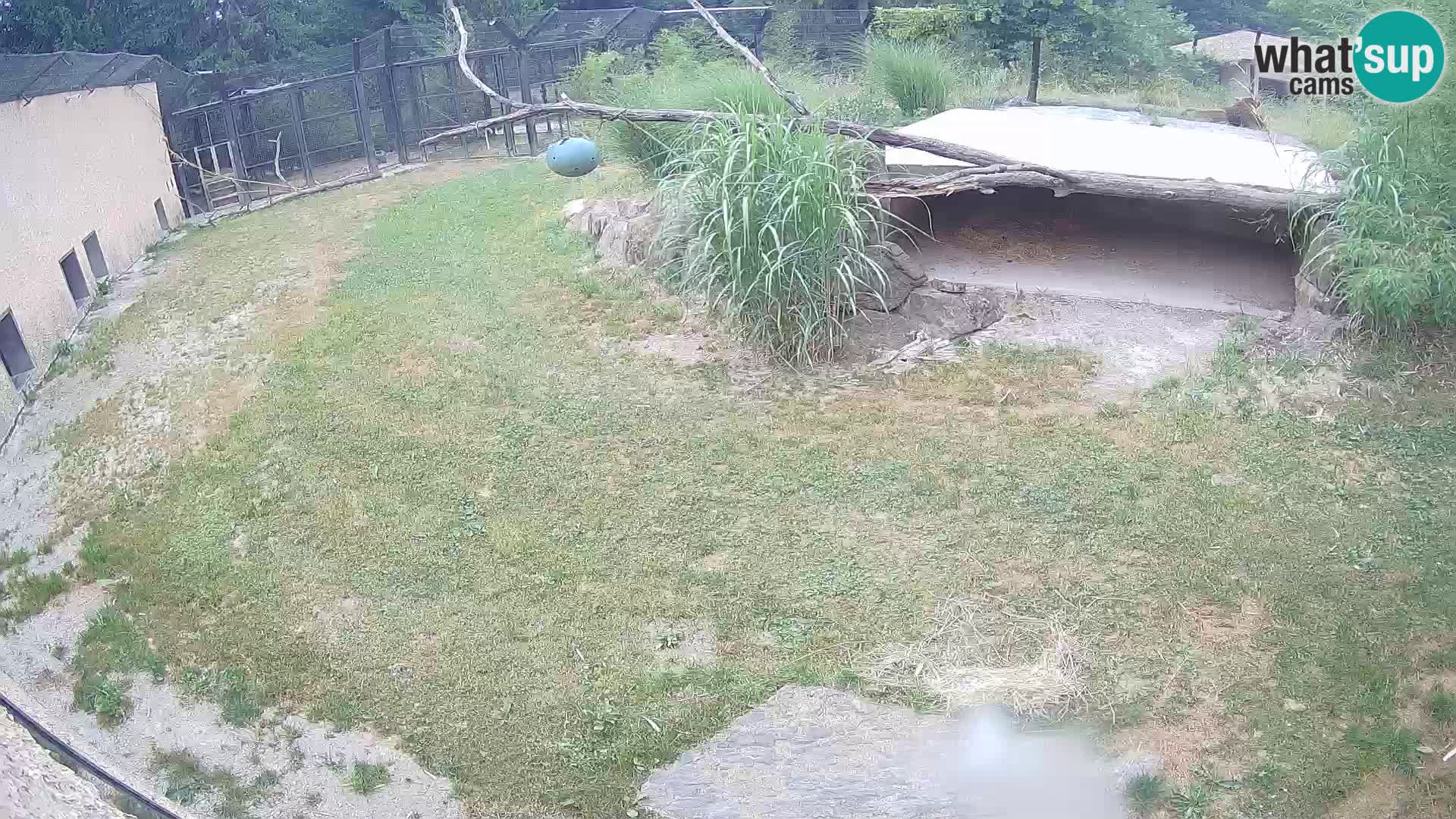 Lavovi web kamera uživo u ljubljanskom zoološkom vrtu – Slovenija