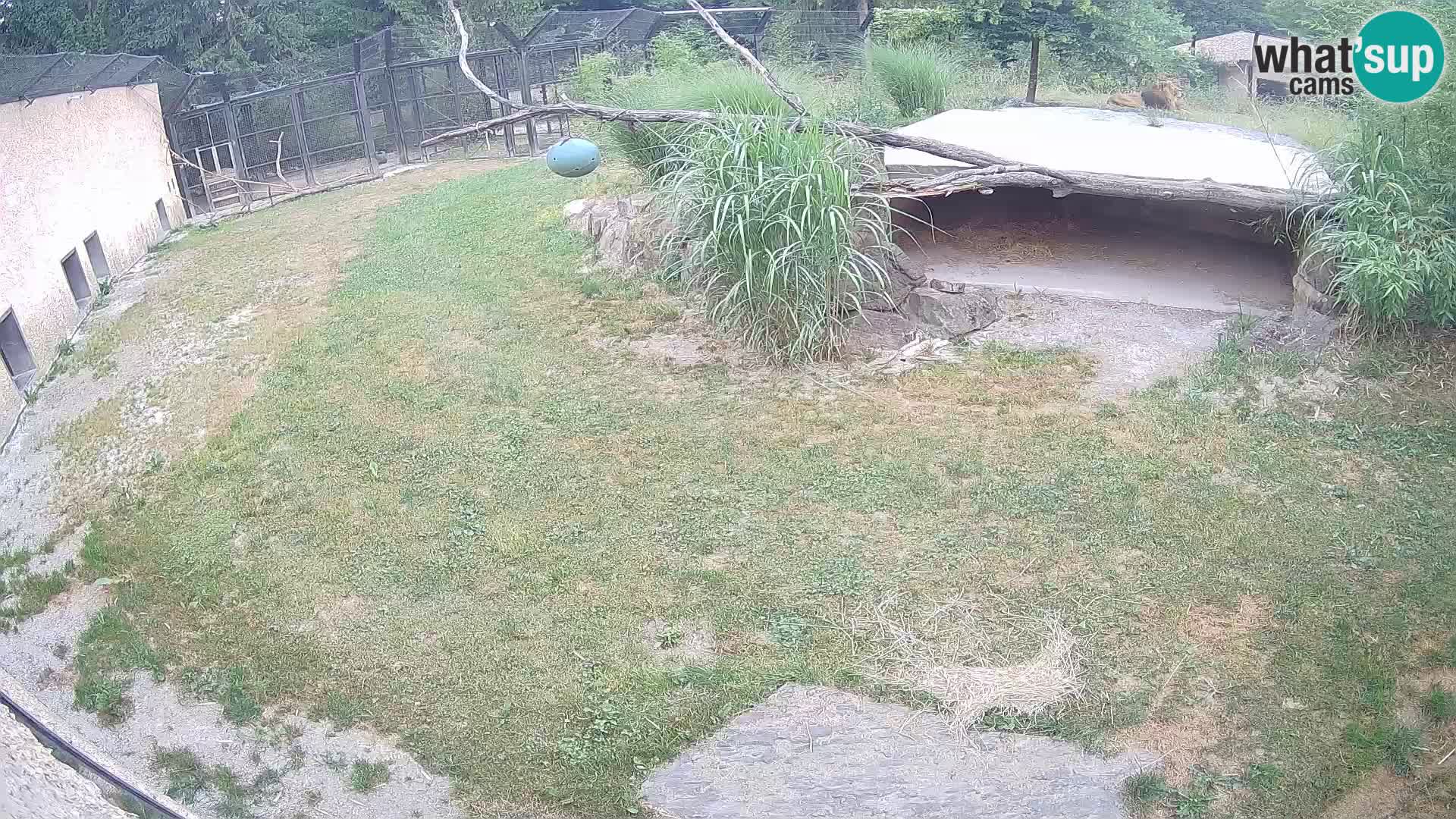 Löwe live Webcam im Zoo von Ljubljana – Slowenien
