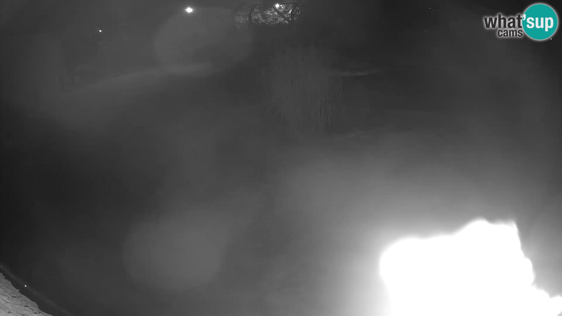 LEON Webcam en vivo en Ljubljana Zoo – Eslovenia