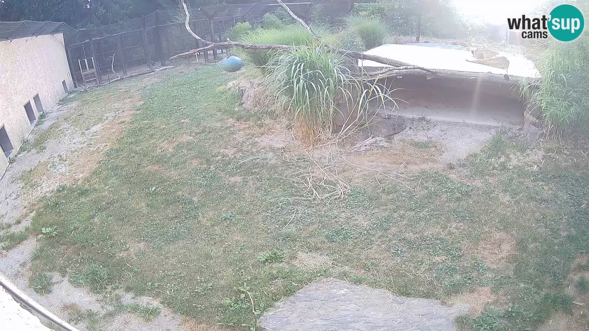 LEVI spletna kamera v živalskem vrtu Ljubljana Zoo