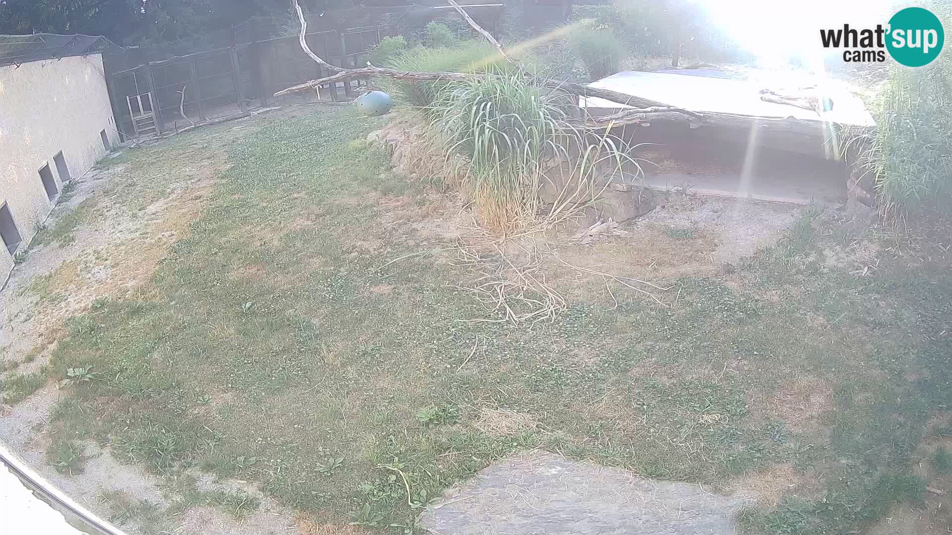 Löwe live Webcam im Zoo von Ljubljana – Slowenien