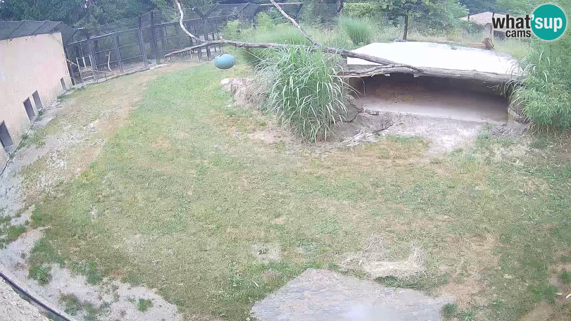 LEON Webcam en vivo en Ljubljana Zoo – Eslovenia