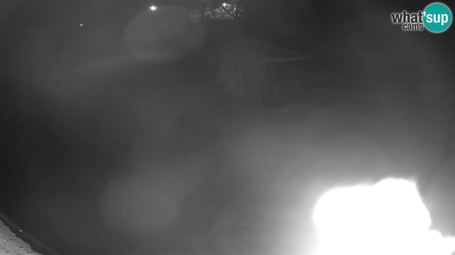 LEON Webcam en vivo en Ljubljana Zoo – Eslovenia