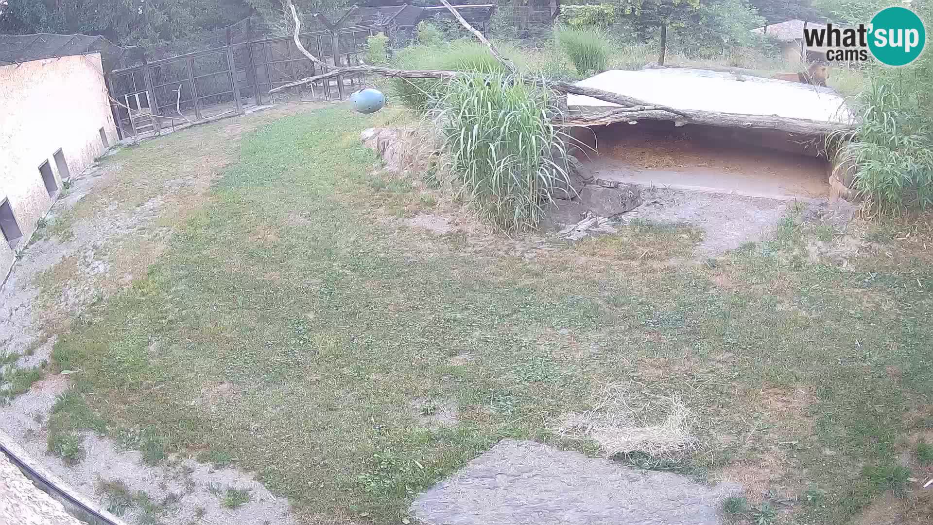 Lavovi web kamera uživo u ljubljanskom zoološkom vrtu – Slovenija