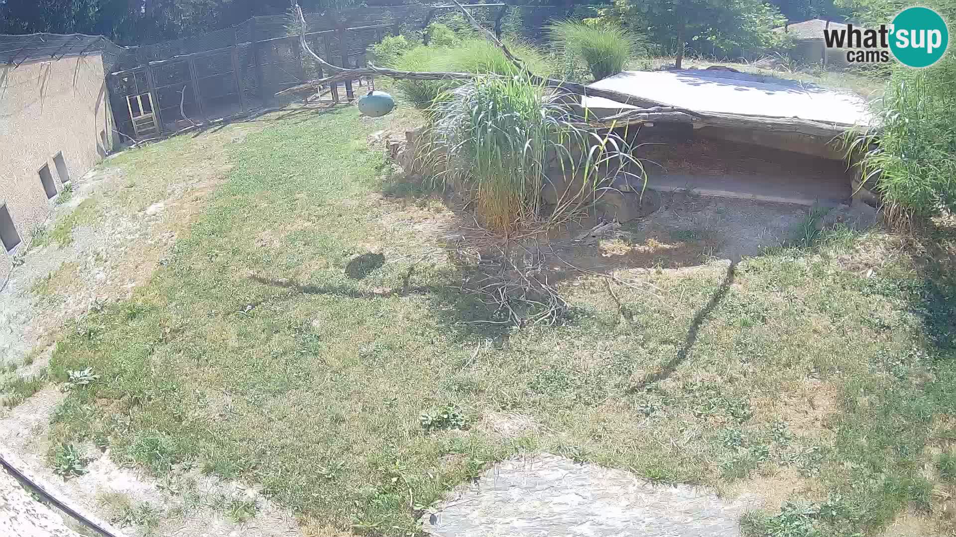 LEON Webcam en vivo en Ljubljana Zoo – Eslovenia