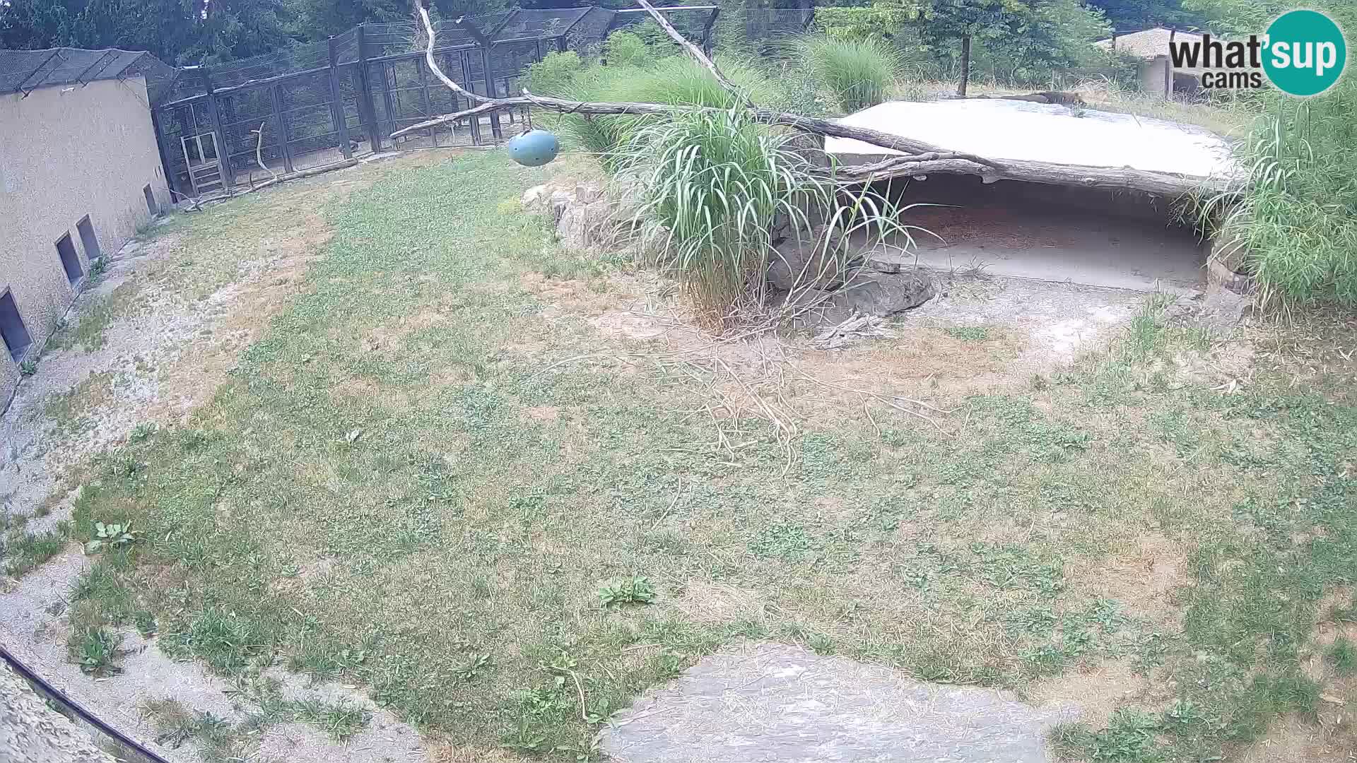 Lavovi web kamera uživo u ljubljanskom zoološkom vrtu – Slovenija