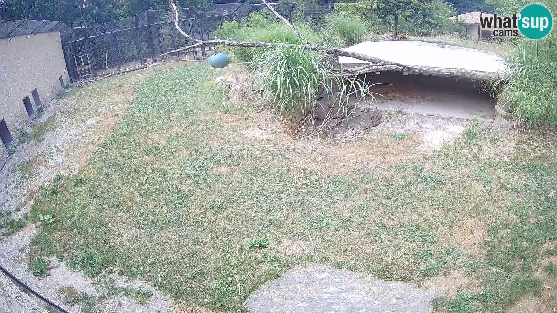 LEVI spletna kamera v živalskem vrtu Ljubljana Zoo