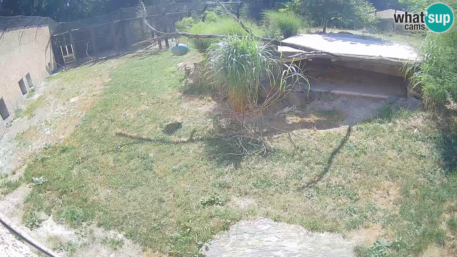 LEVI spletna kamera v živalskem vrtu Ljubljana Zoo