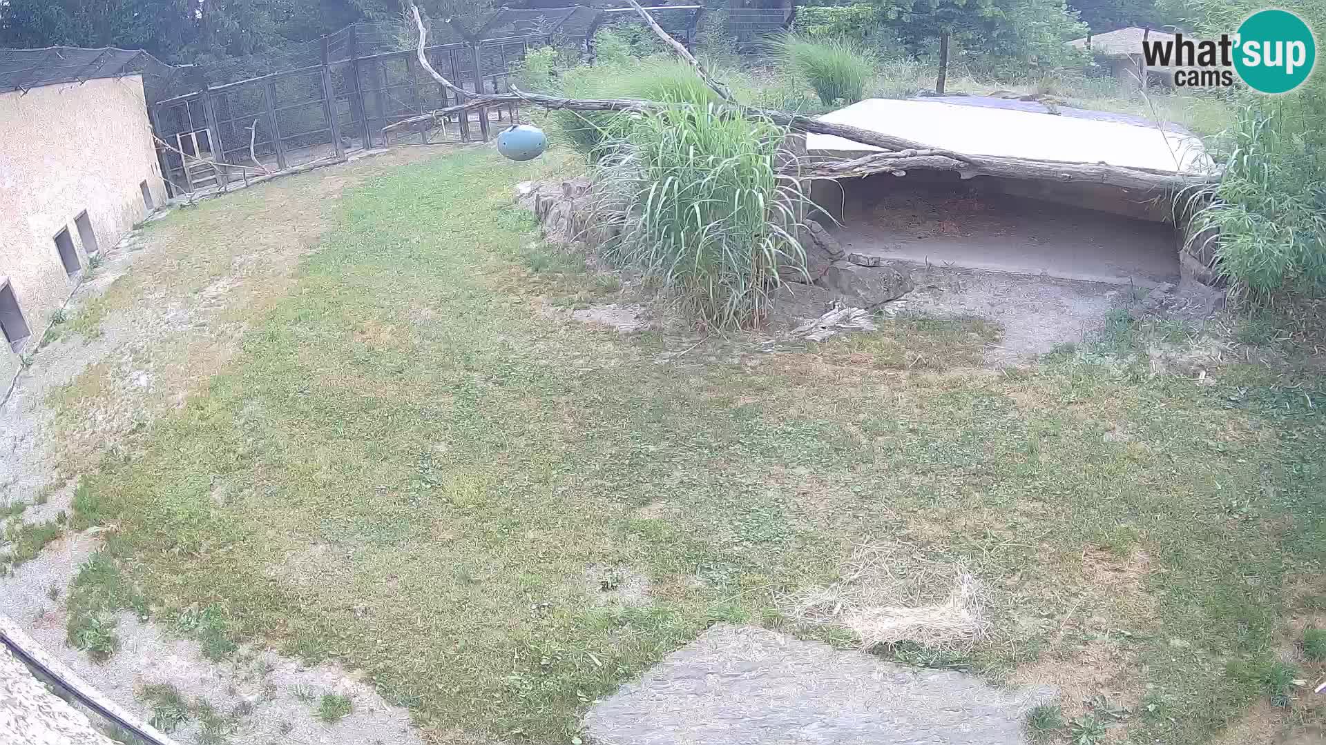 LEVI spletna kamera v živalskem vrtu Ljubljana Zoo