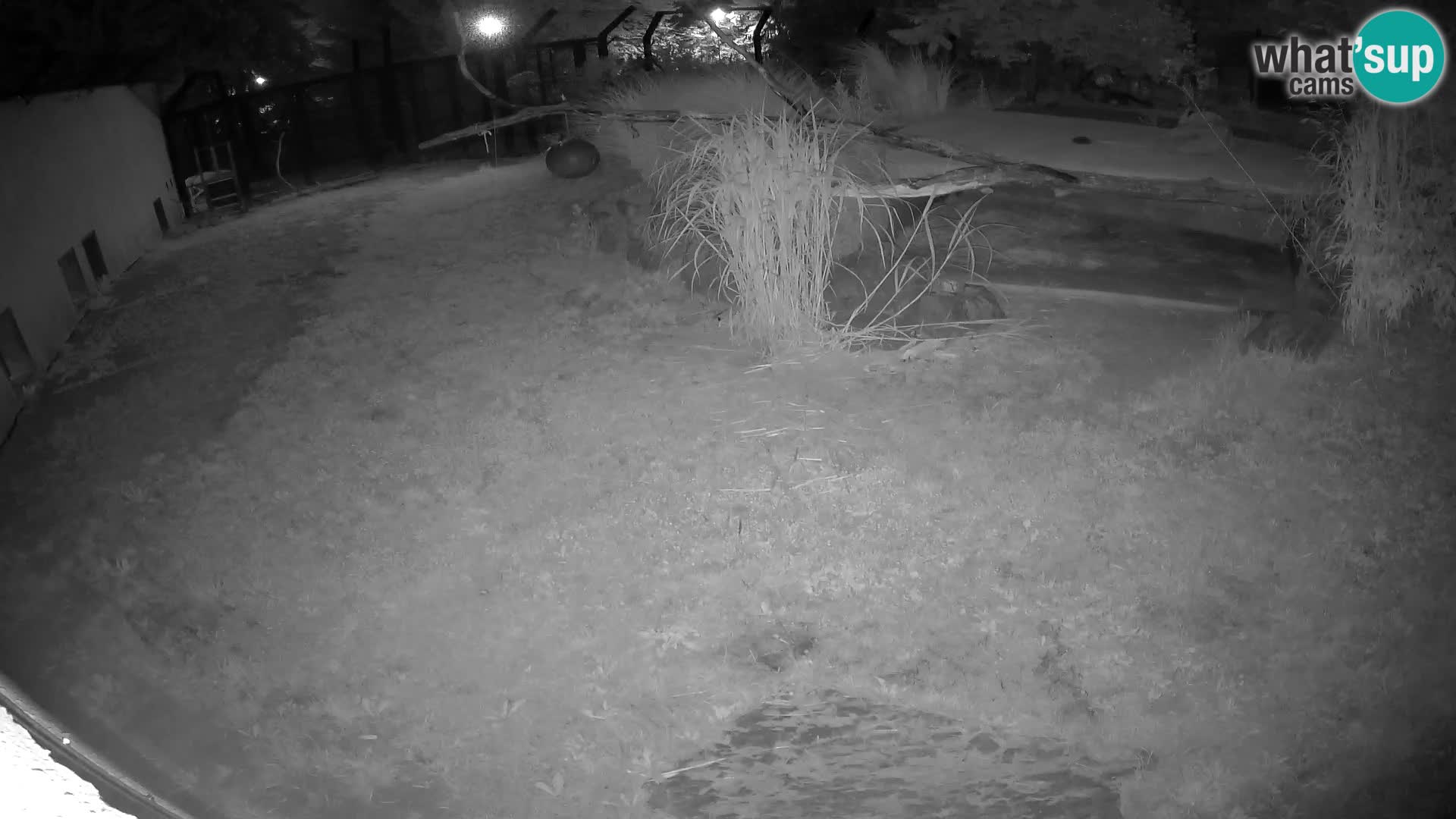 LION live Webcam in Ljubljana Zoo – Slovenia