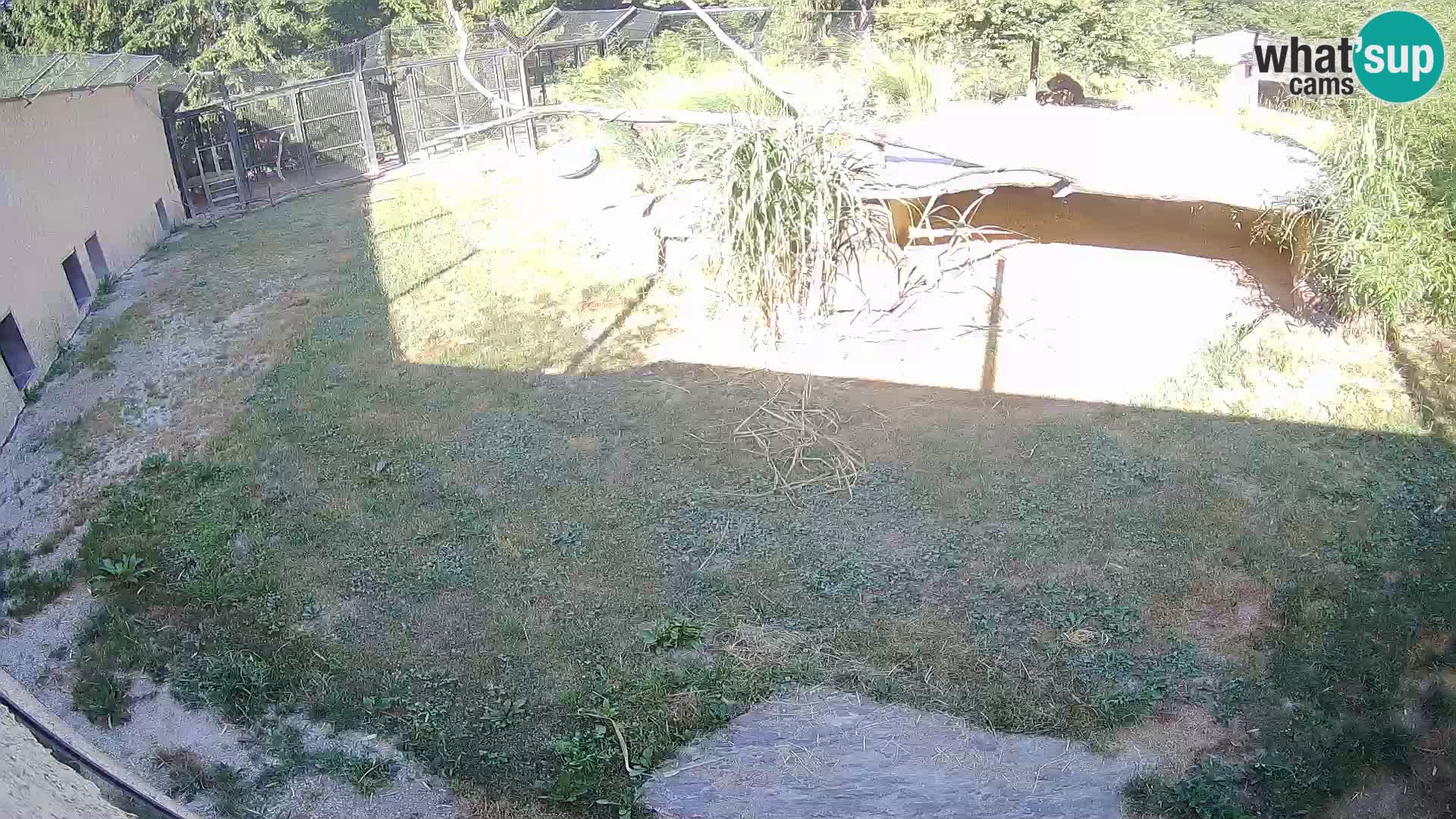 LEONE live Webcam nello zoo di Lubiana – Slovenia