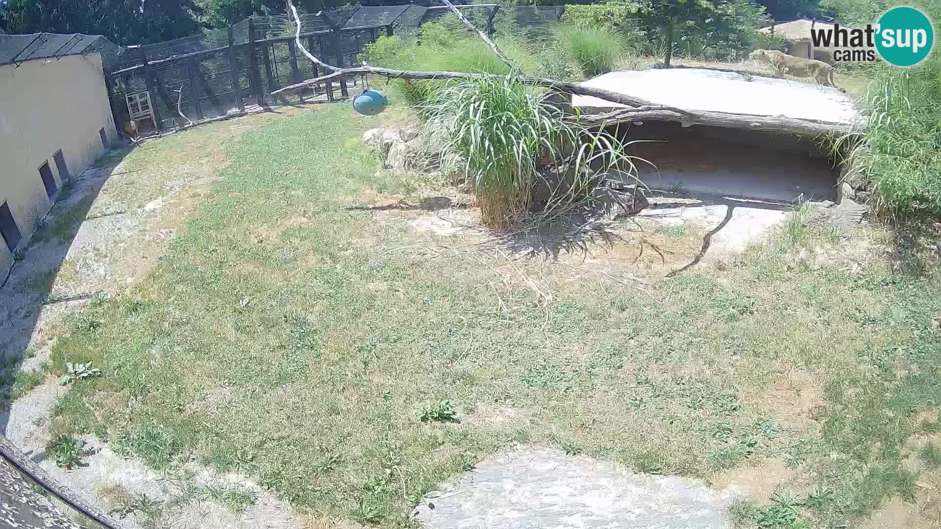 LION live Webcam in Ljubljana Zoo – Slovenia