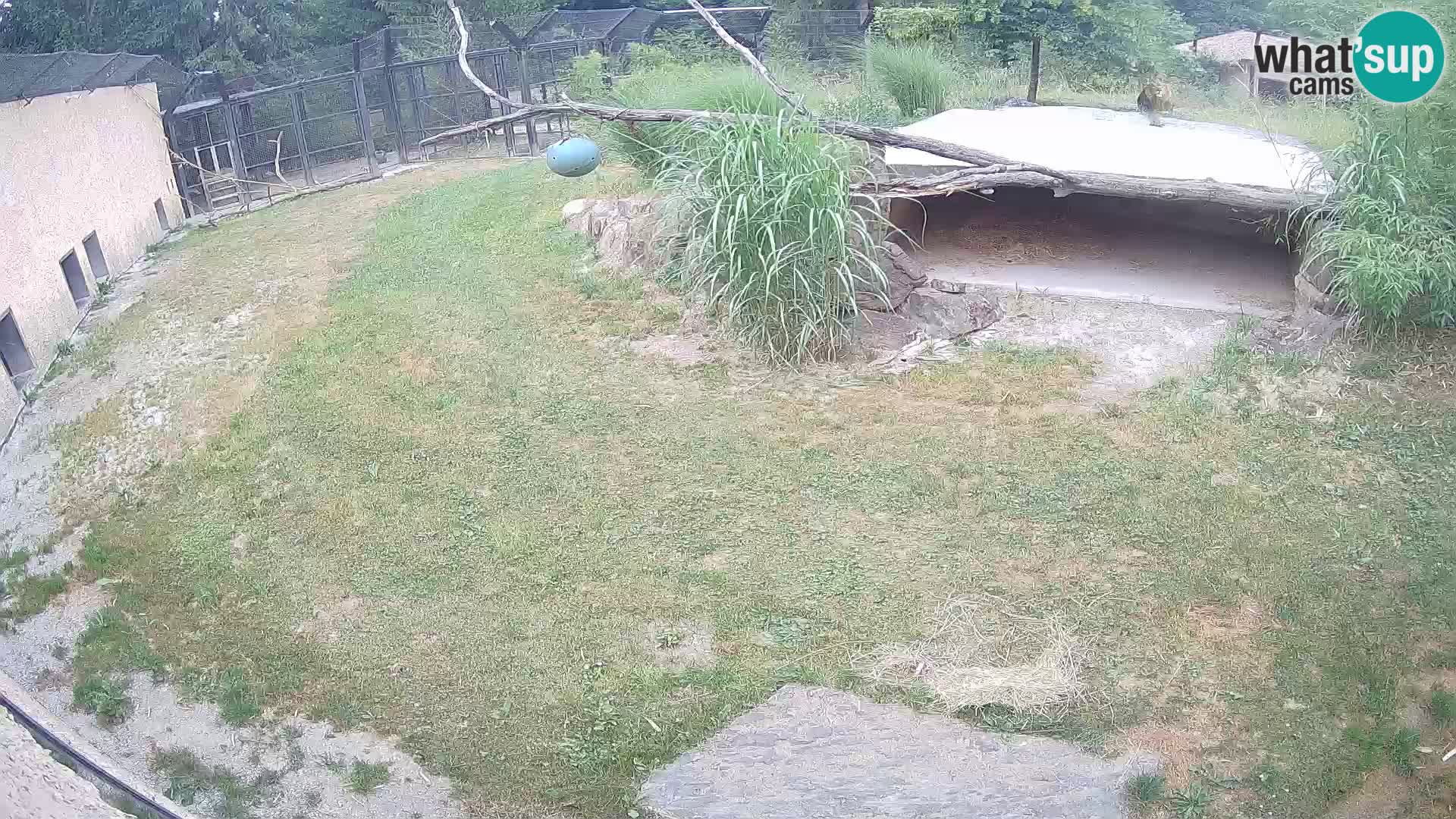 LEVI spletna kamera v živalskem vrtu Ljubljana Zoo