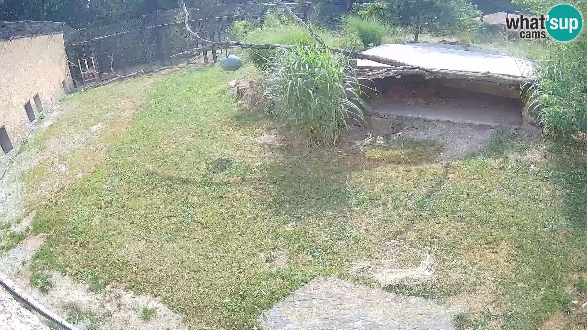 LION webcam en direct du zoo de Ljubljana – Slovénie