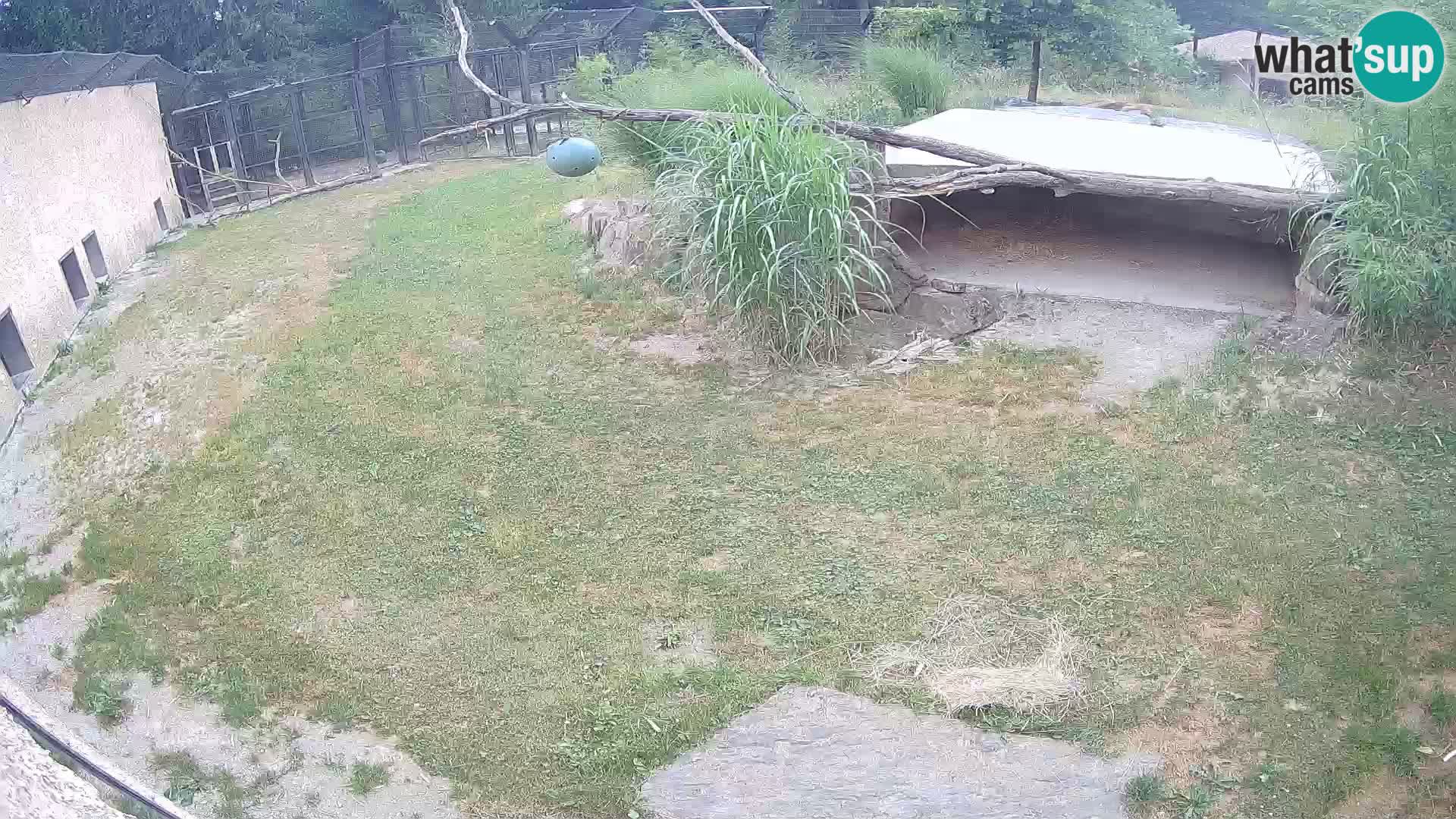 LION webcam en direct du zoo de Ljubljana – Slovénie