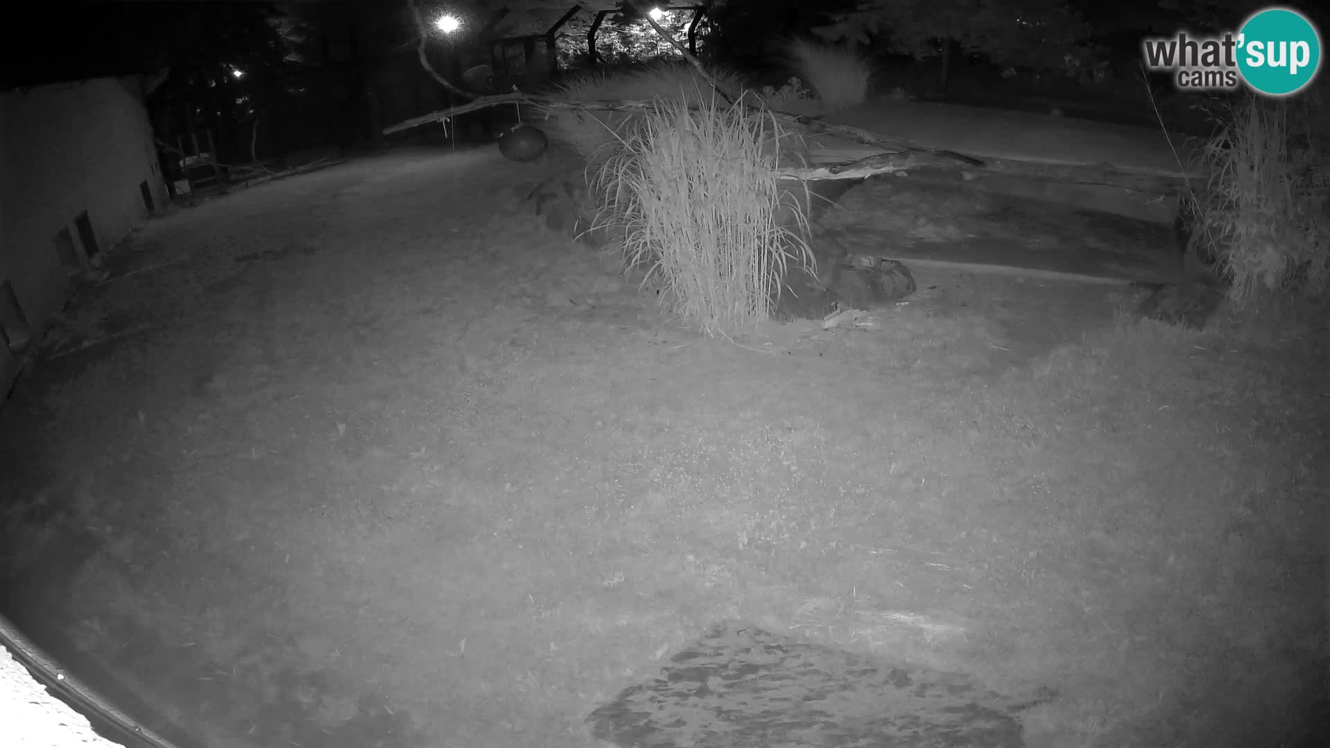 LEONE live Webcam nello zoo di Lubiana – Slovenia
