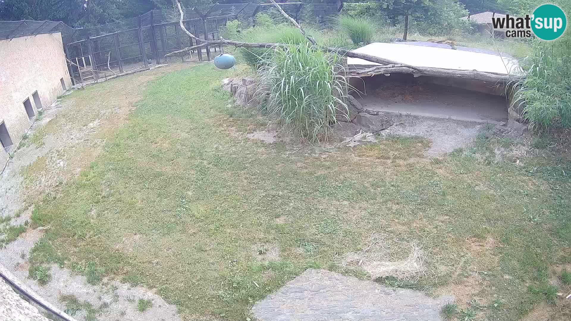 LEONE live Webcam nello zoo di Lubiana – Slovenia