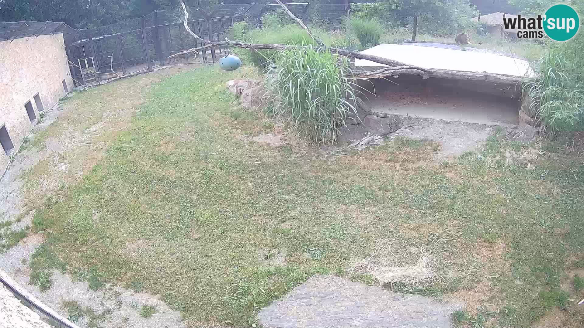 Lavovi web kamera uživo u ljubljanskom zoološkom vrtu – Slovenija