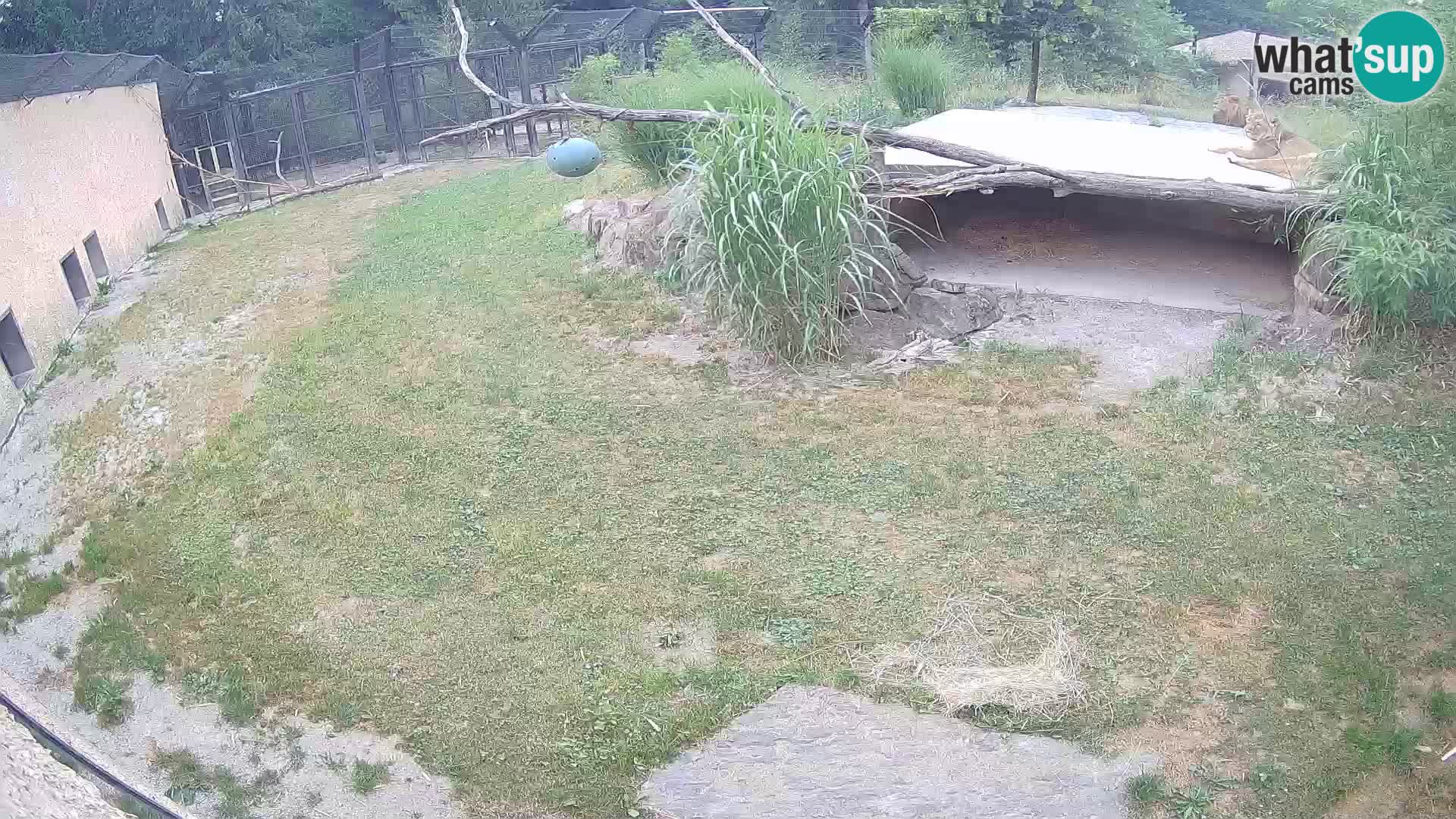 LION live Webcam in Ljubljana Zoo – Slovenia