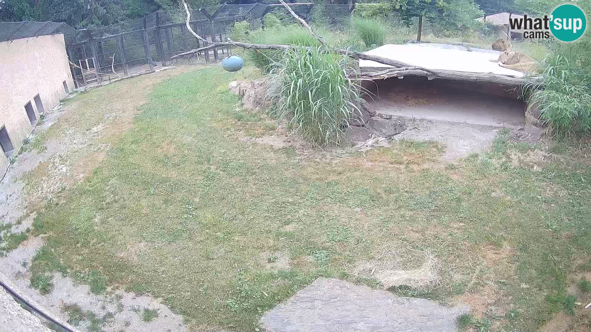 Löwe live Webcam im Zoo von Ljubljana – Slowenien