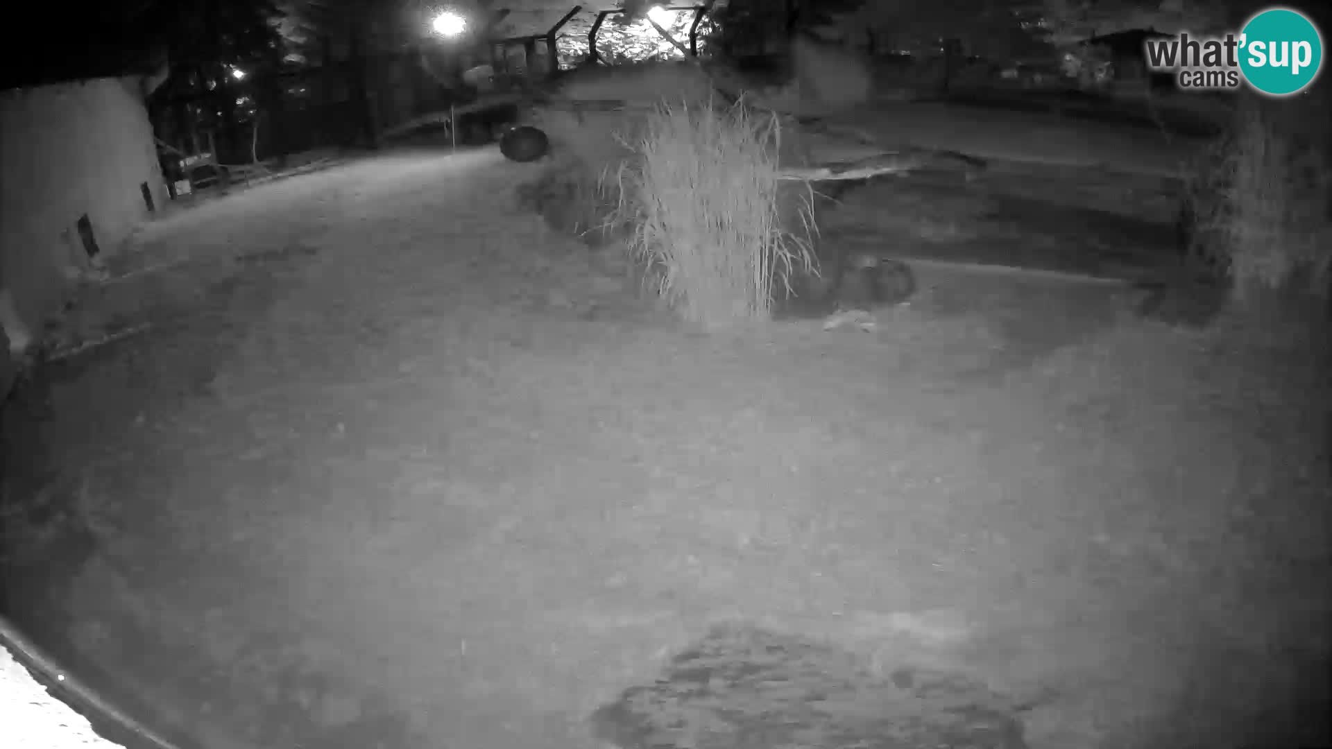 LEONE live Webcam nello zoo di Lubiana – Slovenia
