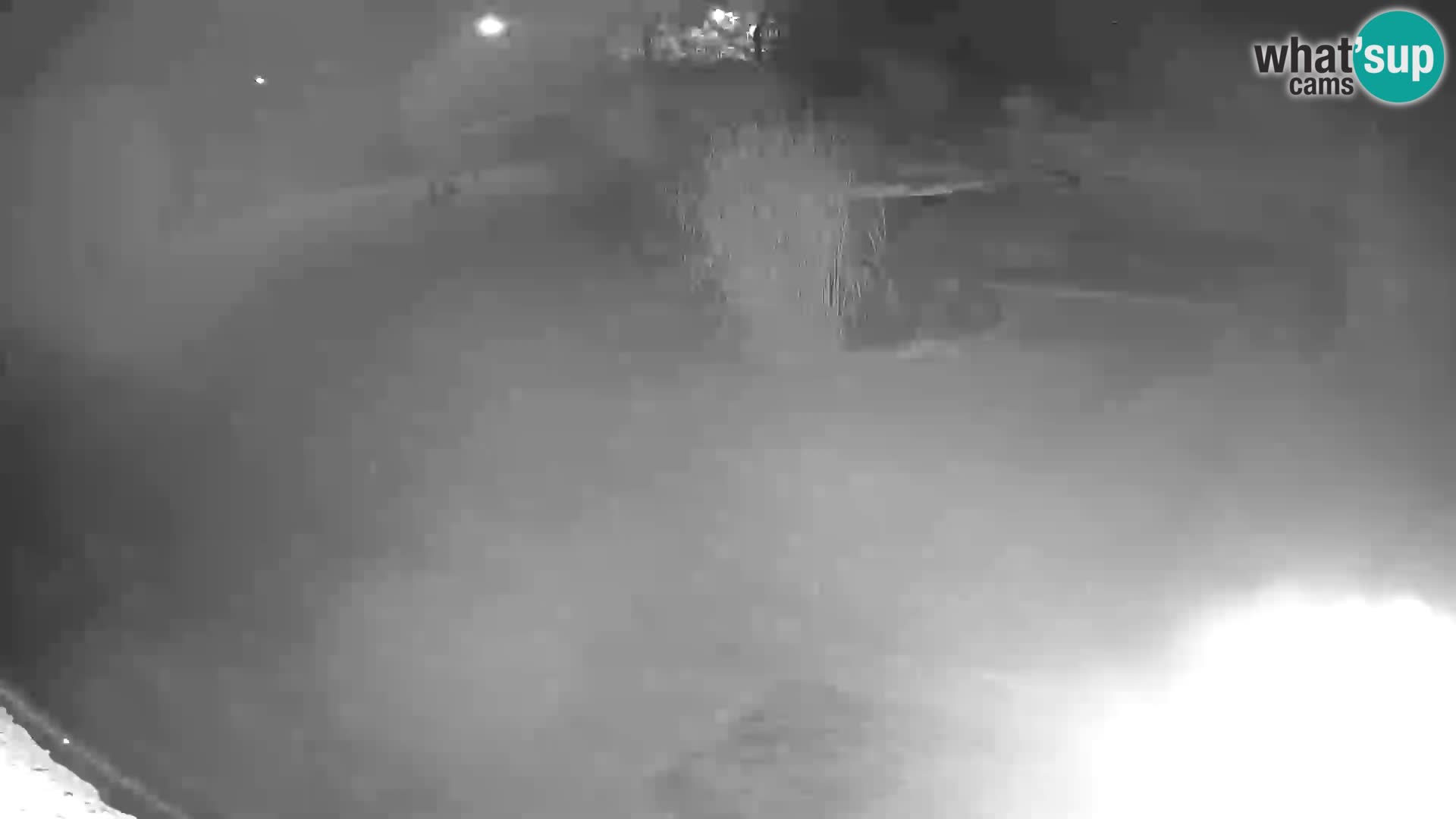 LEONE live Webcam nello zoo di Lubiana – Slovenia