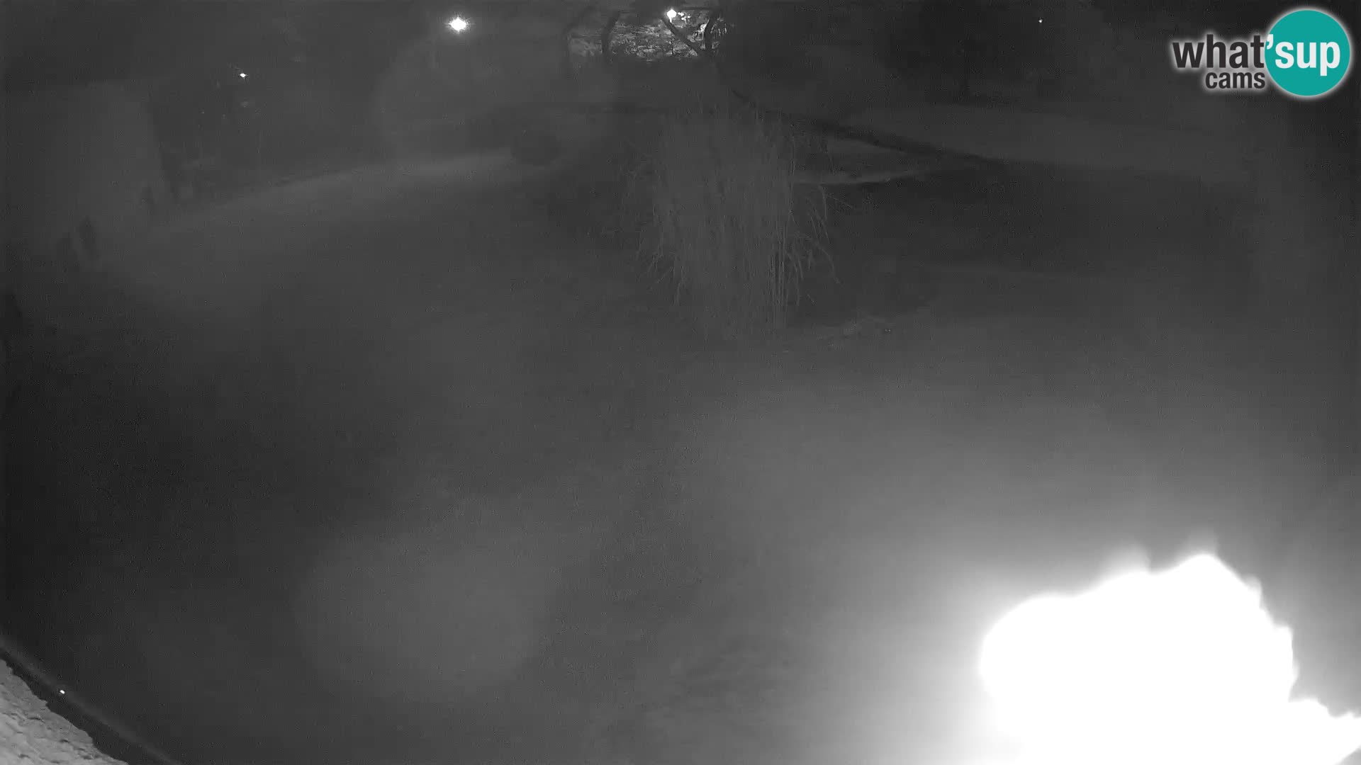 LION webcam en direct du zoo de Ljubljana – Slovénie