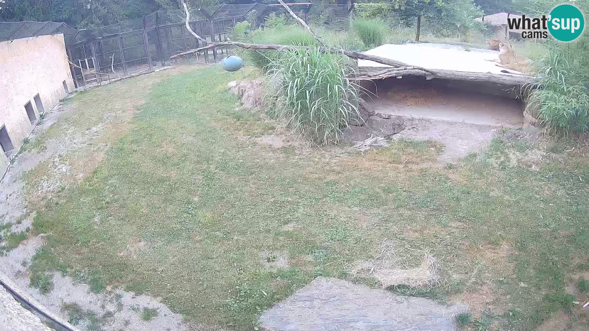 Löwe live Webcam im Zoo von Ljubljana – Slowenien