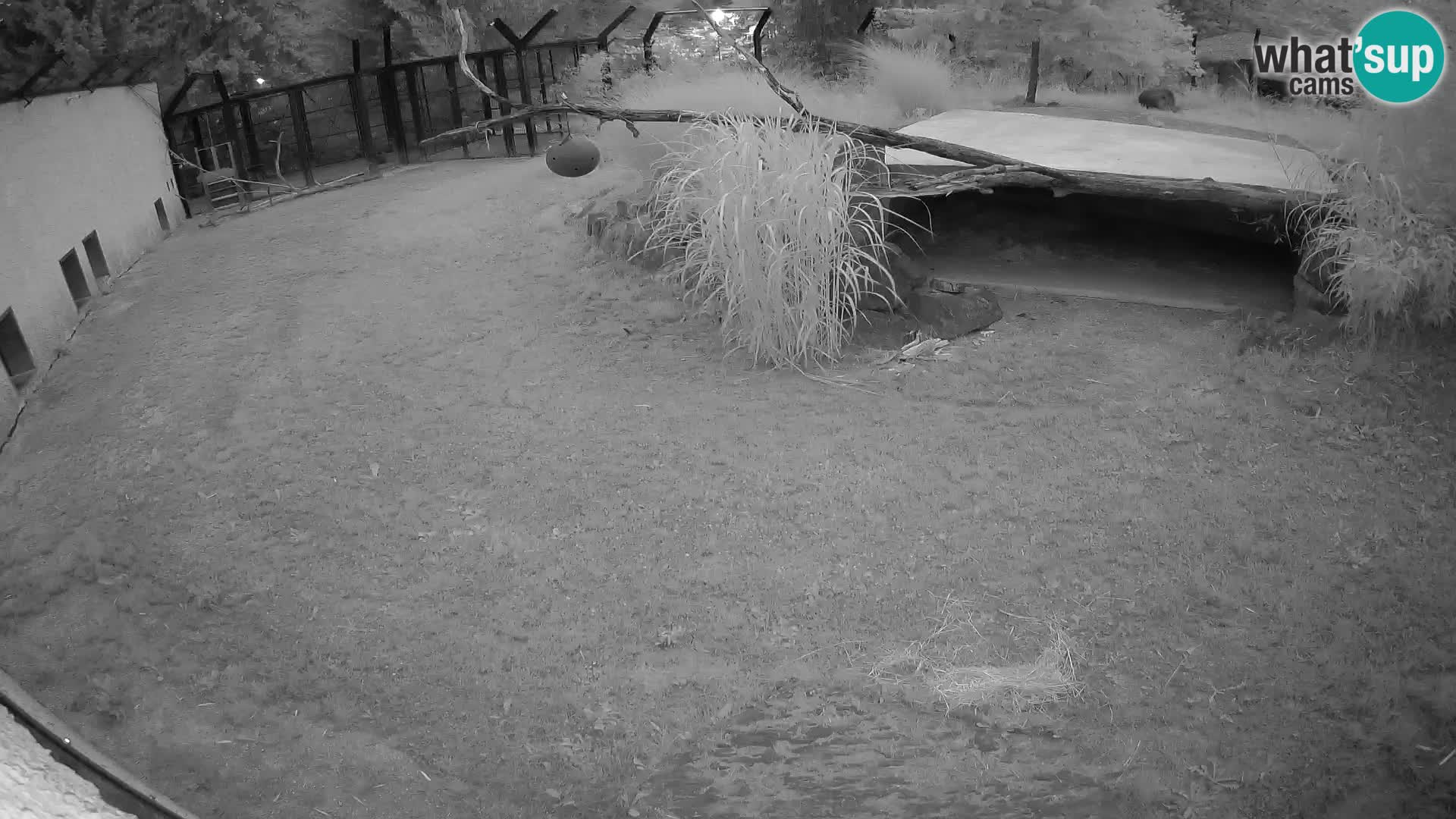 LION webcam en direct du zoo de Ljubljana – Slovénie