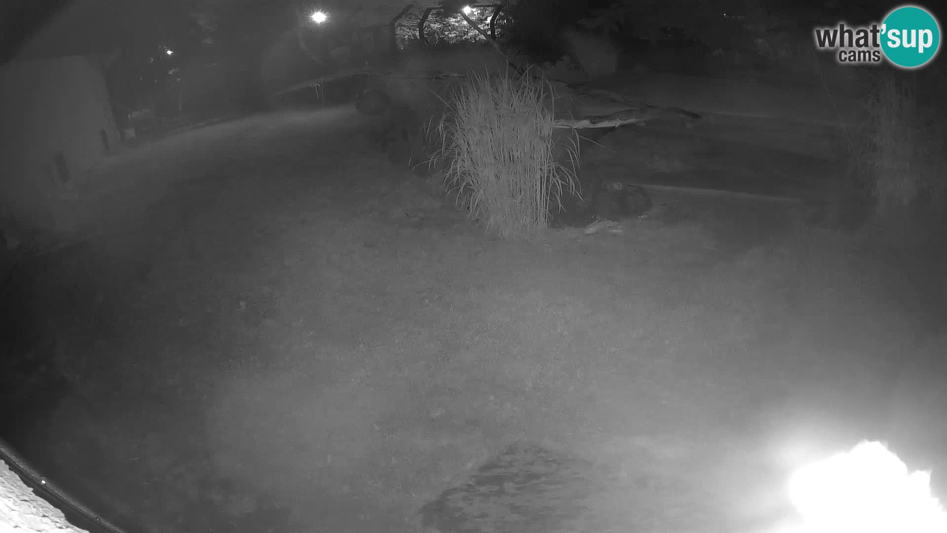 LION webcam en direct du zoo de Ljubljana – Slovénie