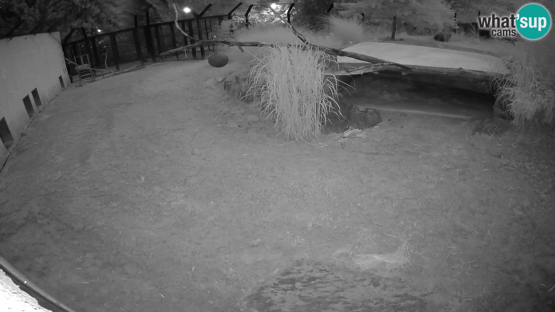 LEON Webcam en vivo en Ljubljana Zoo – Eslovenia