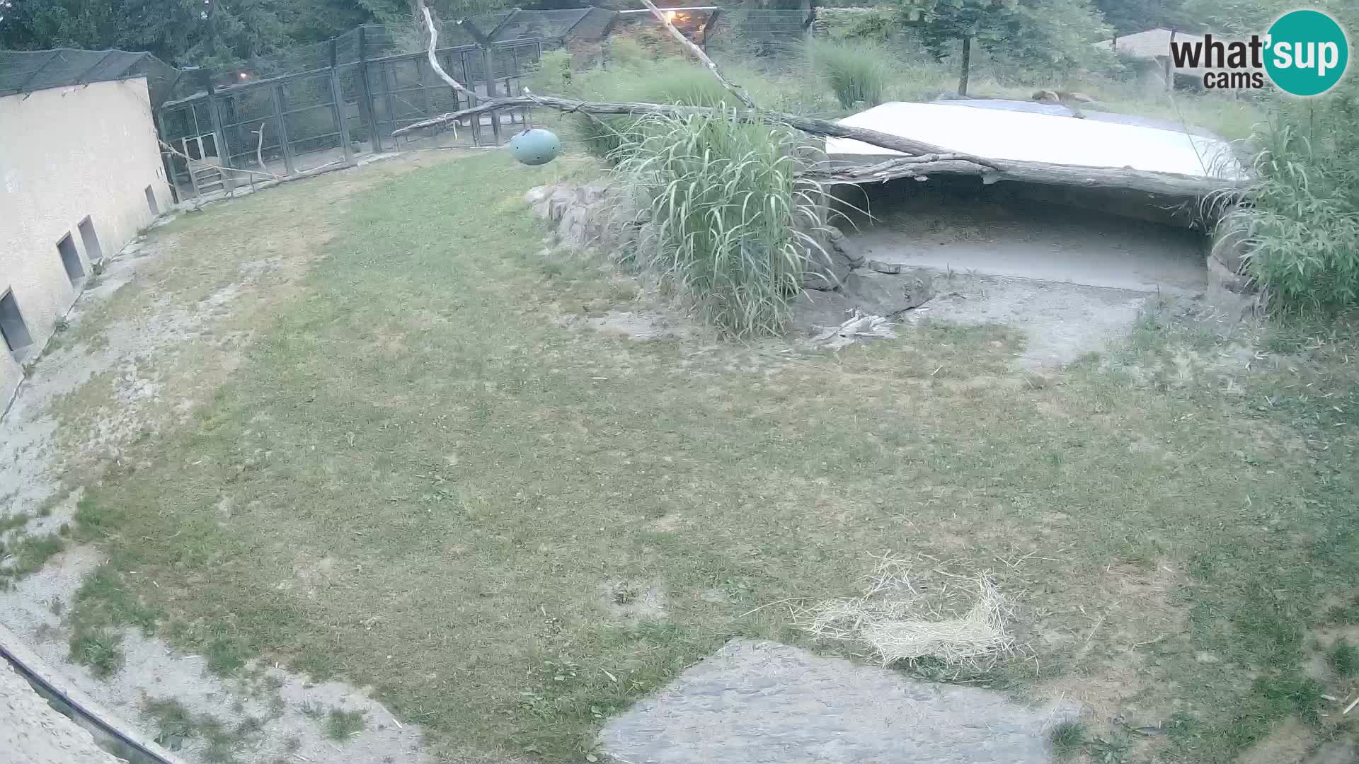 LEON Webcam en vivo en Ljubljana Zoo – Eslovenia