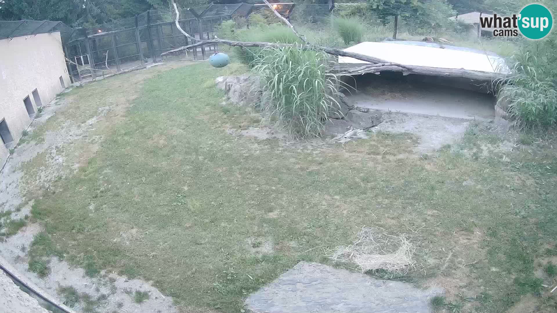 Lavovi web kamera uživo u ljubljanskom zoološkom vrtu – Slovenija