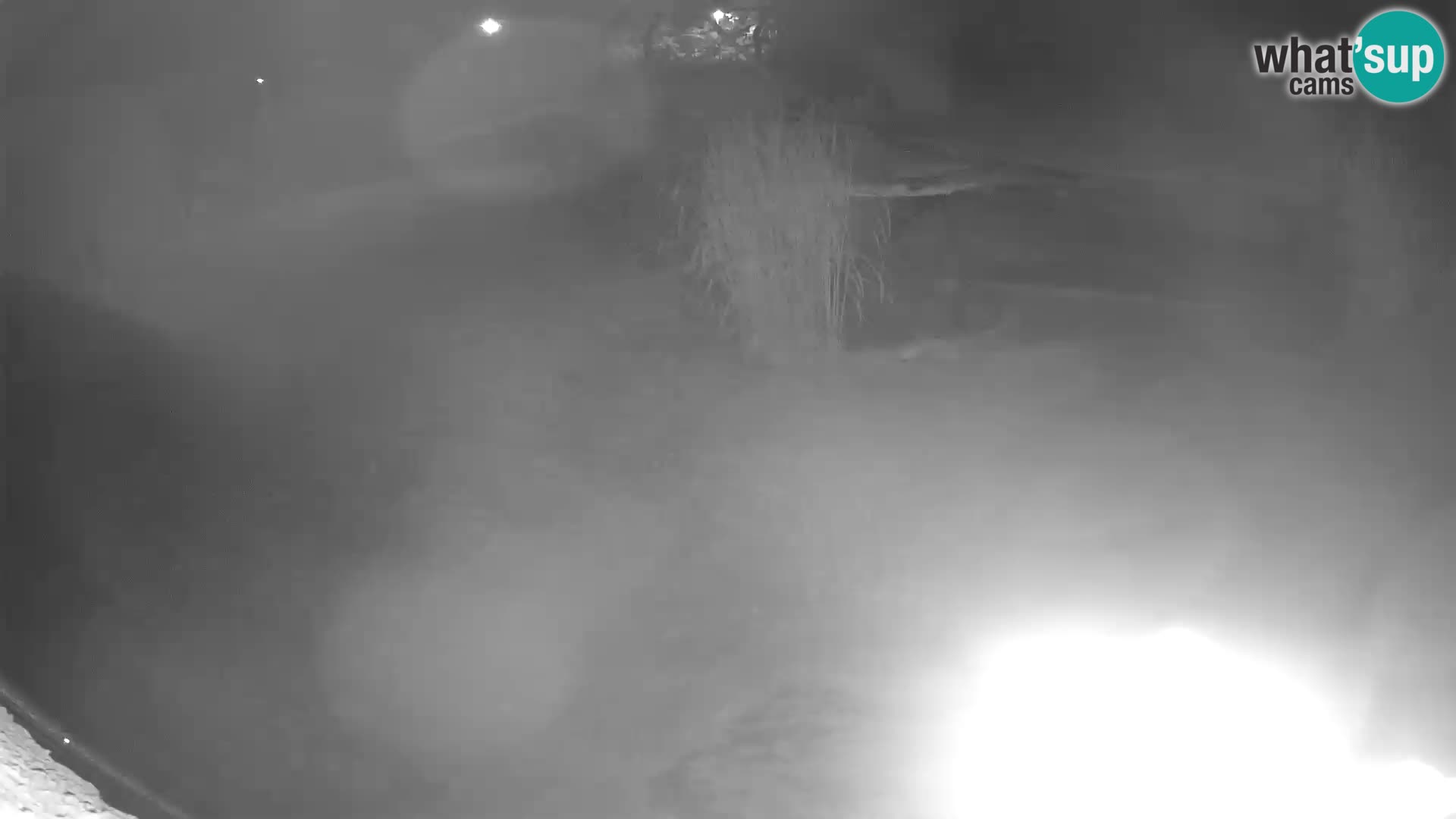 LEON Webcam en vivo en Ljubljana Zoo – Eslovenia
