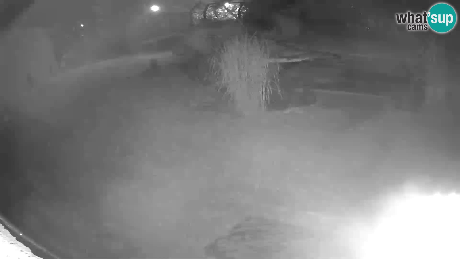 LION webcam en direct du zoo de Ljubljana – Slovénie