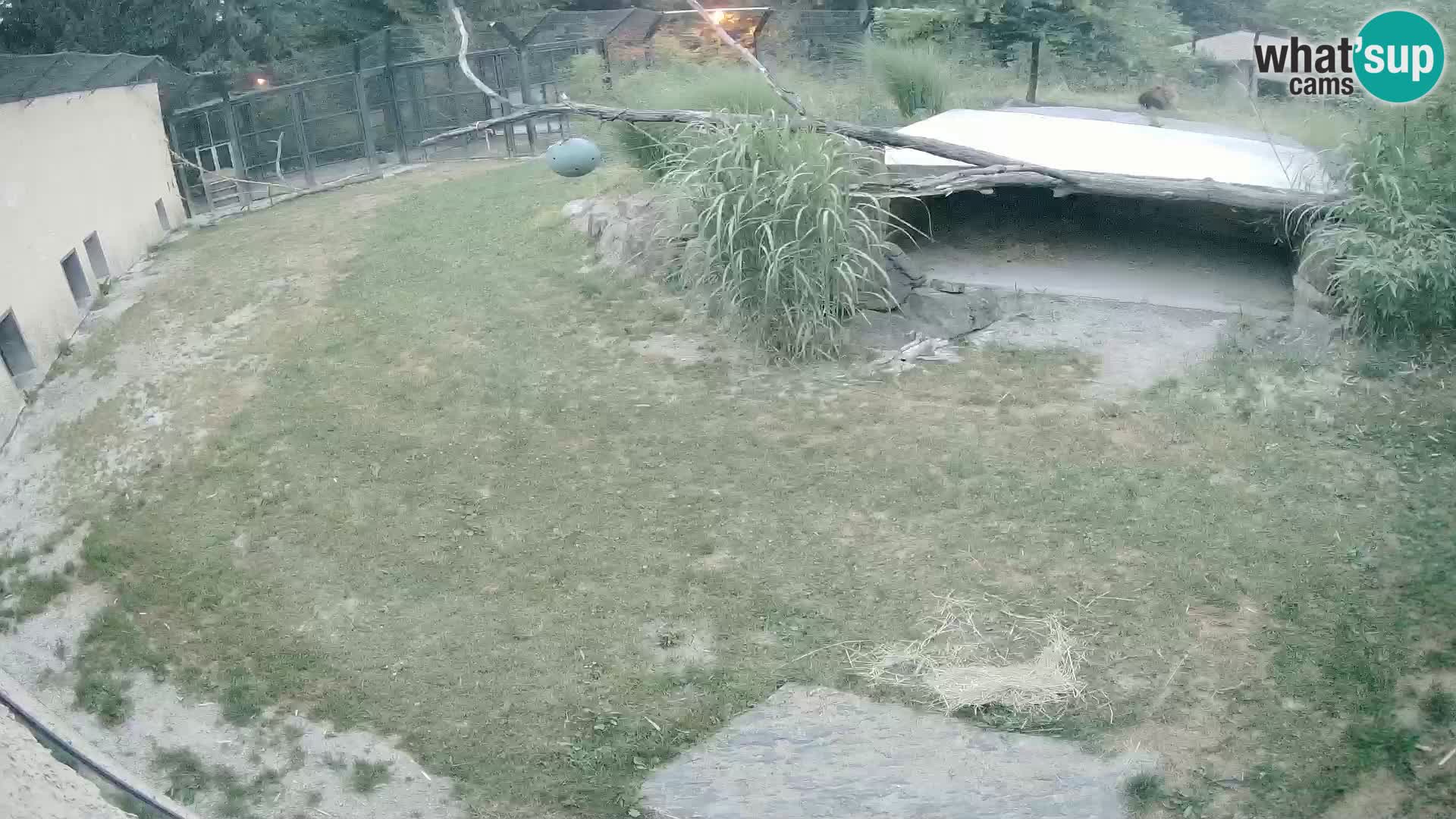 LEVI spletna kamera v živalskem vrtu Ljubljana Zoo