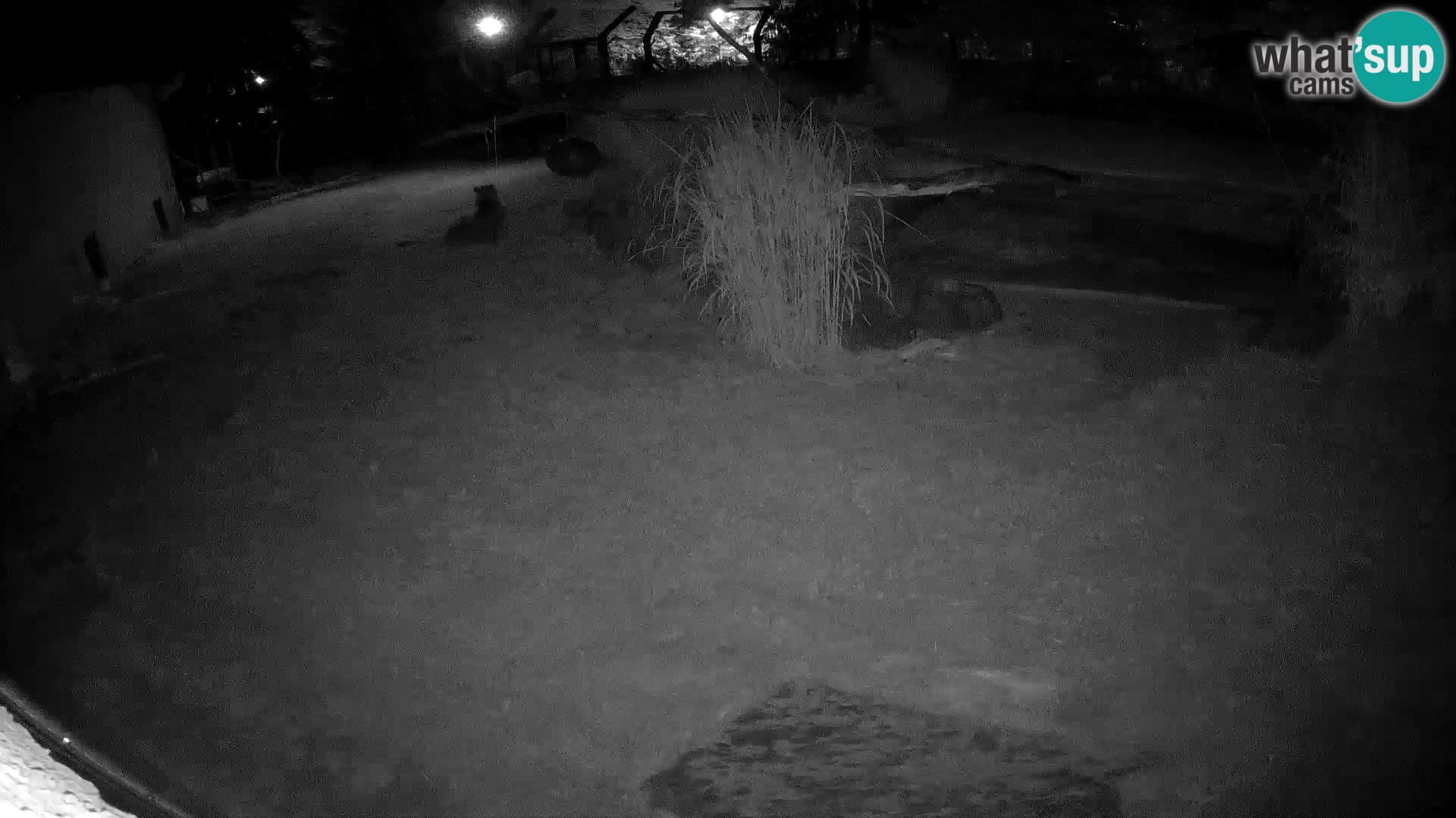 Löwe live Webcam im Zoo von Ljubljana – Slowenien