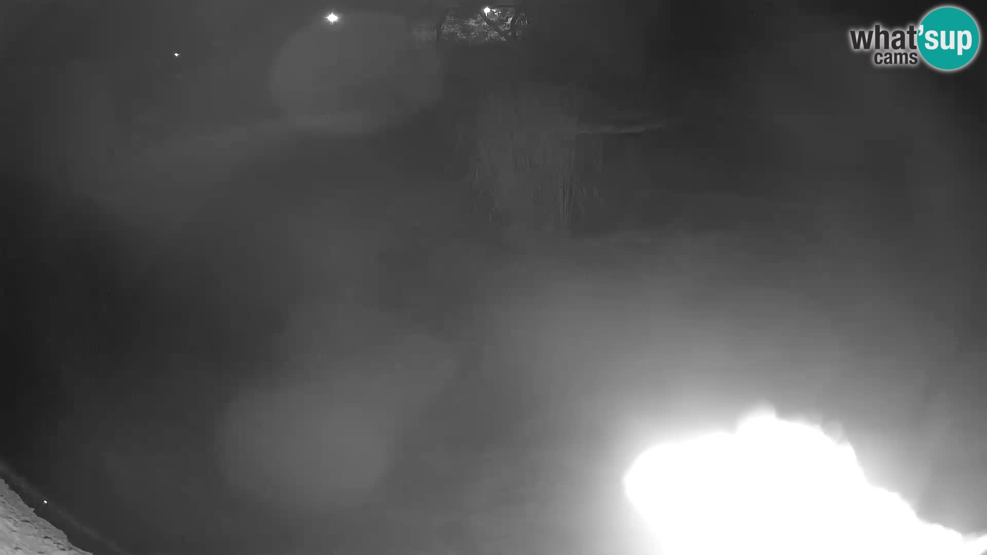 Löwe live Webcam im Zoo von Ljubljana – Slowenien