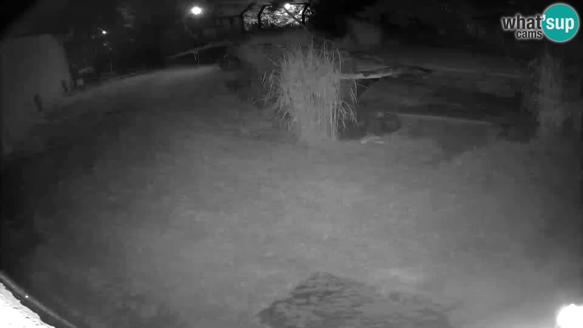 LION webcam en direct du zoo de Ljubljana – Slovénie