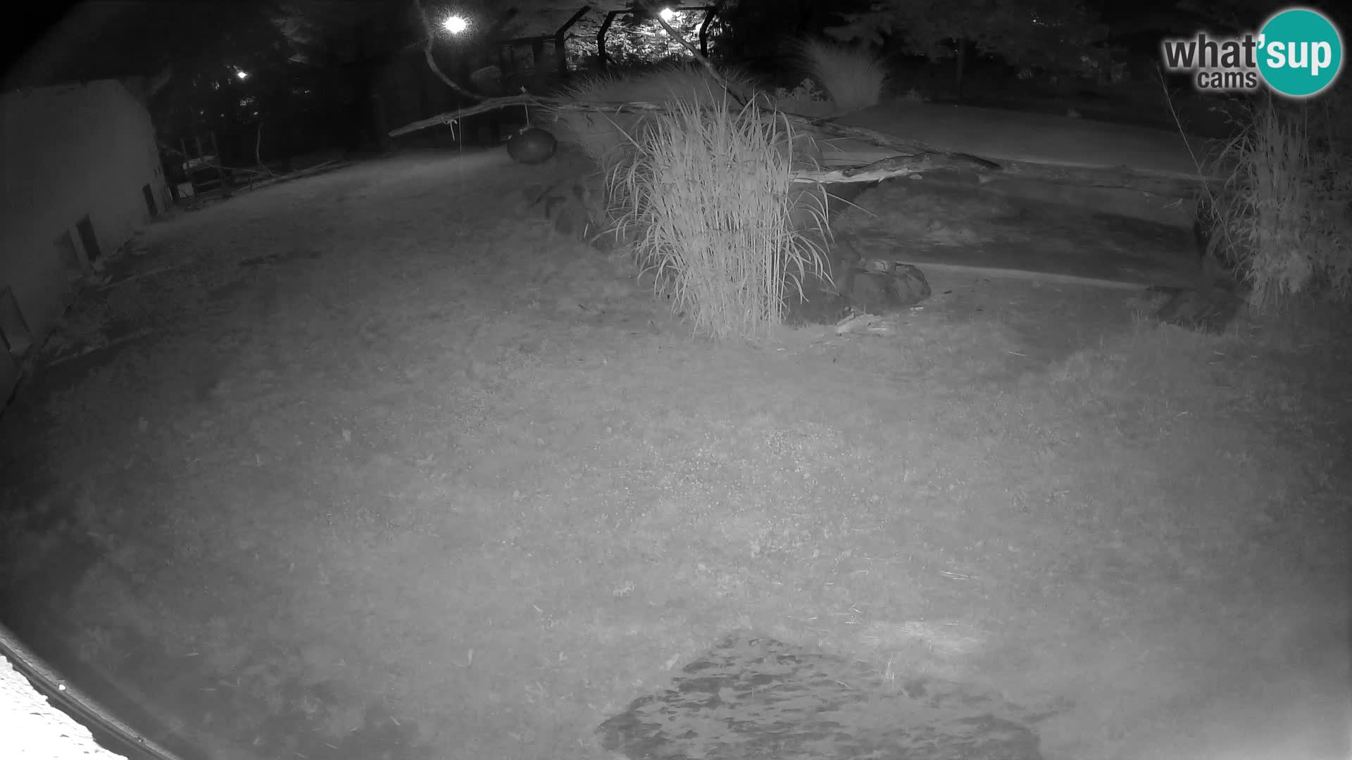 LEON Webcam en vivo en Ljubljana Zoo – Eslovenia