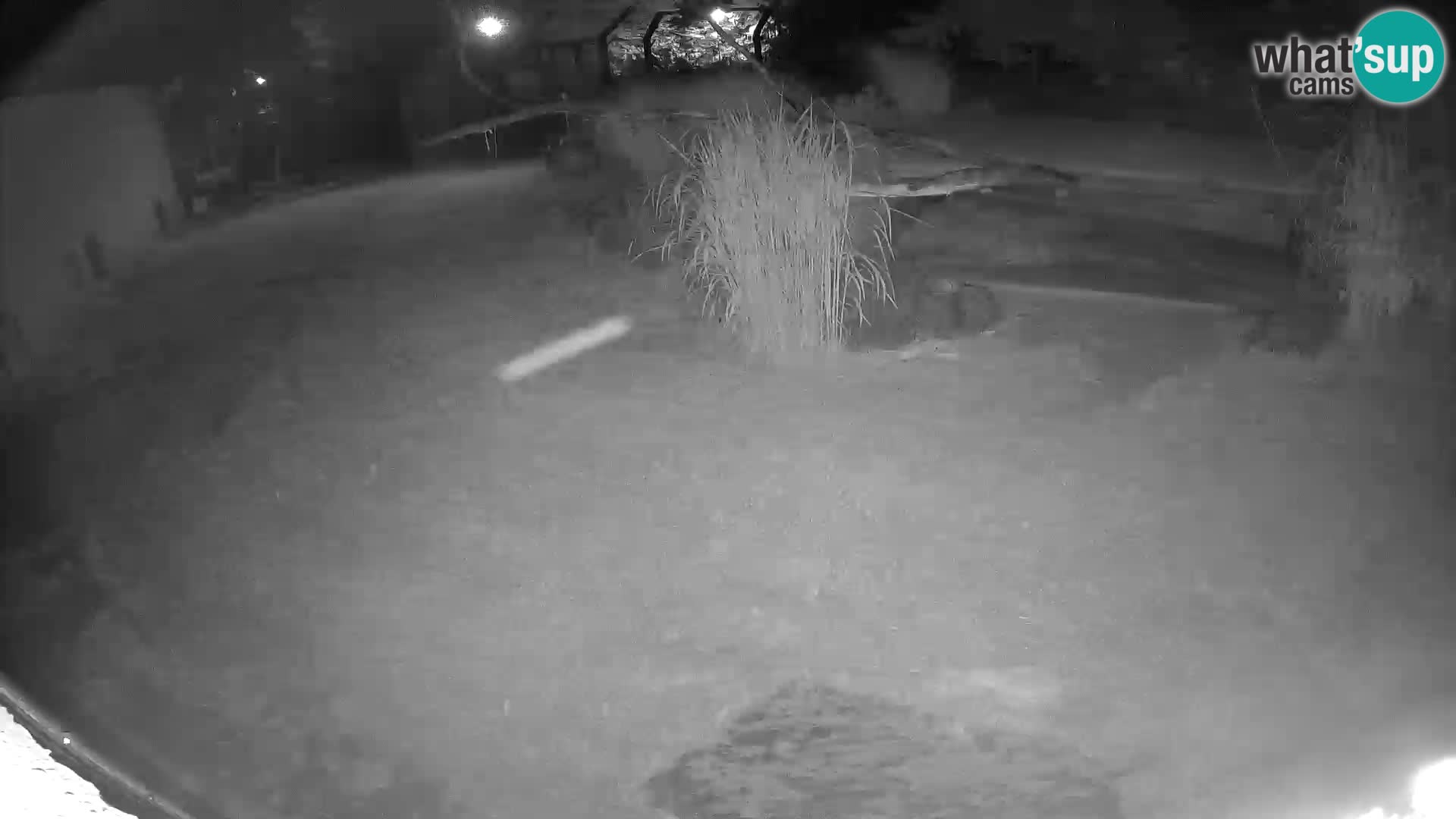 LEONE live Webcam nello zoo di Lubiana – Slovenia