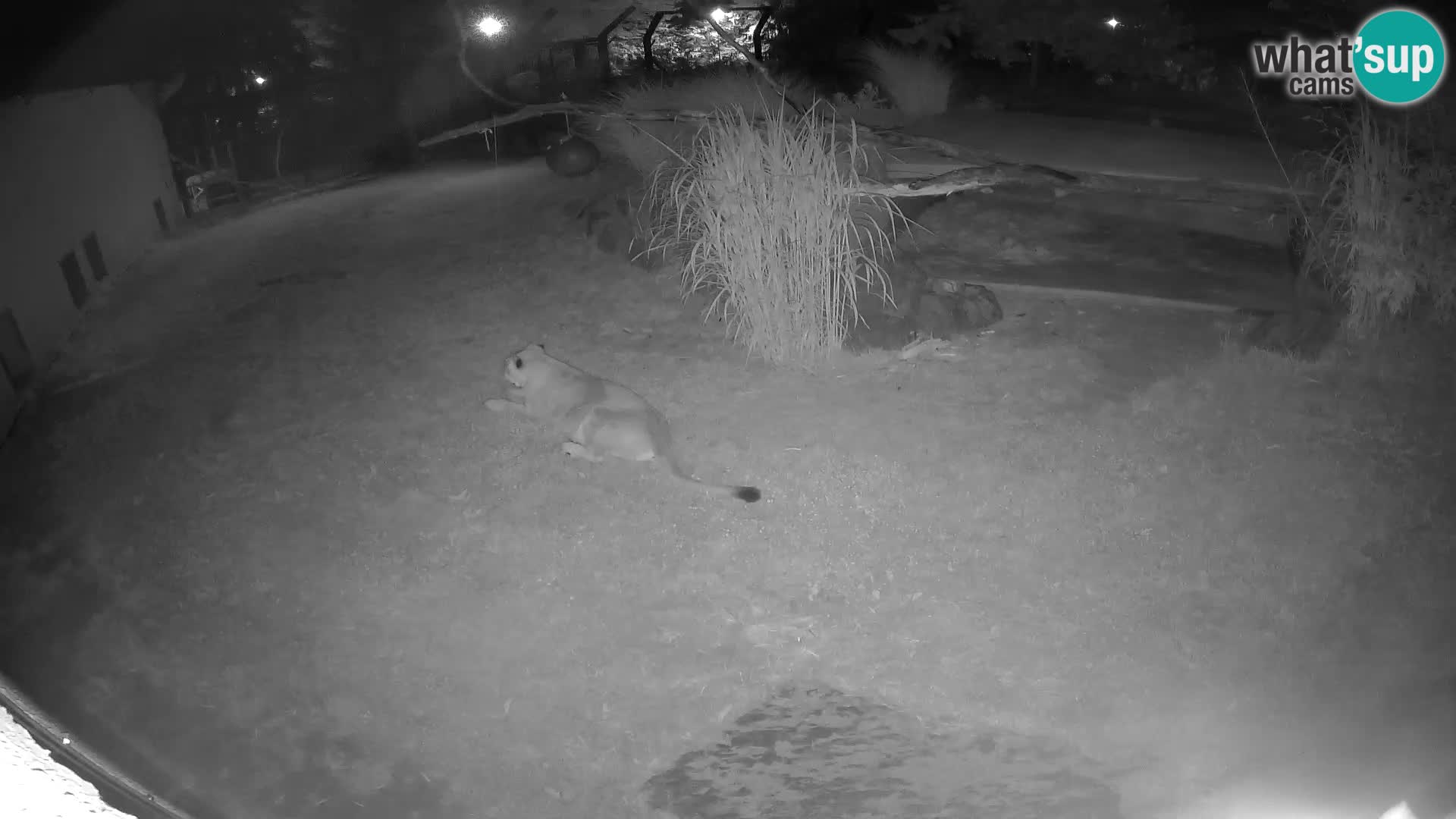 LION webcam en direct du zoo de Ljubljana – Slovénie