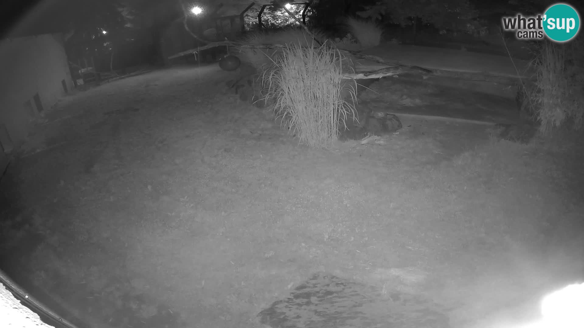 LEON Webcam en vivo en Ljubljana Zoo – Eslovenia