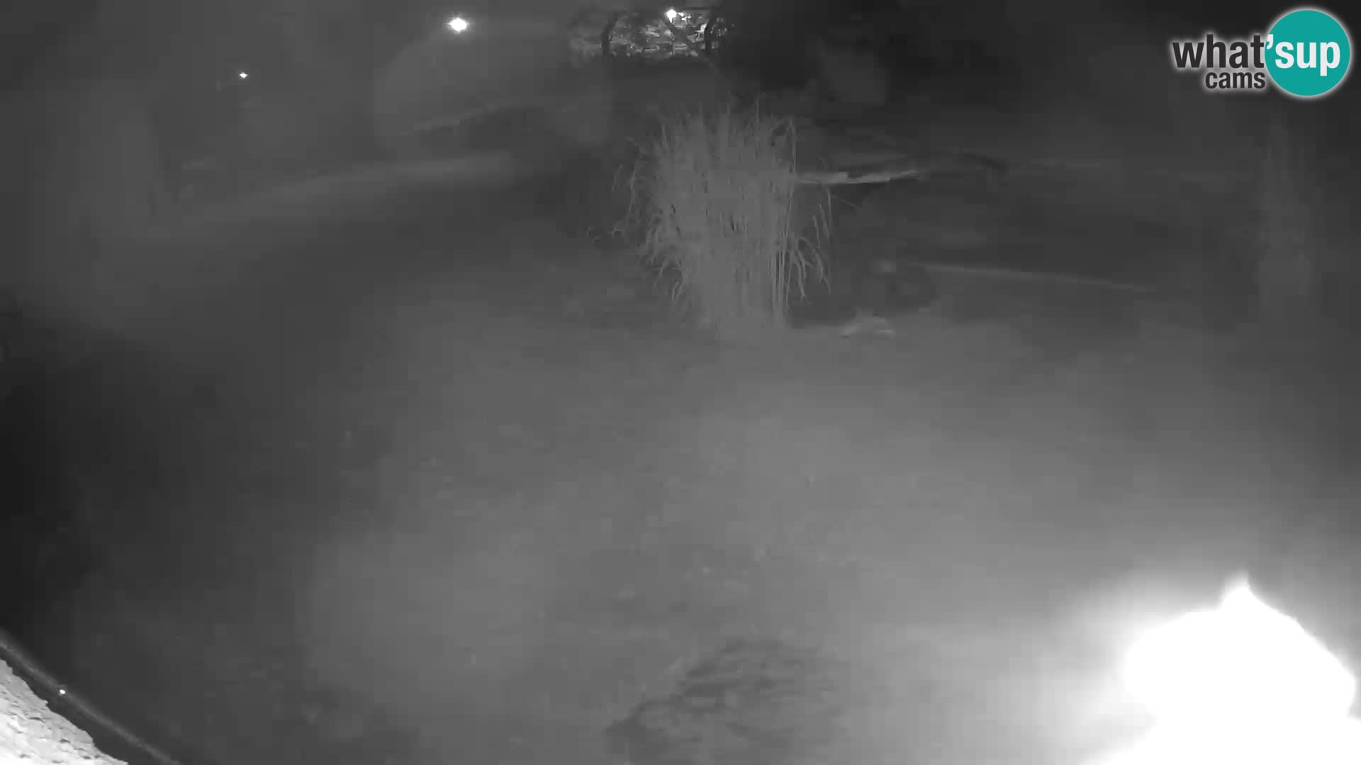 LEONE live Webcam nello zoo di Lubiana – Slovenia