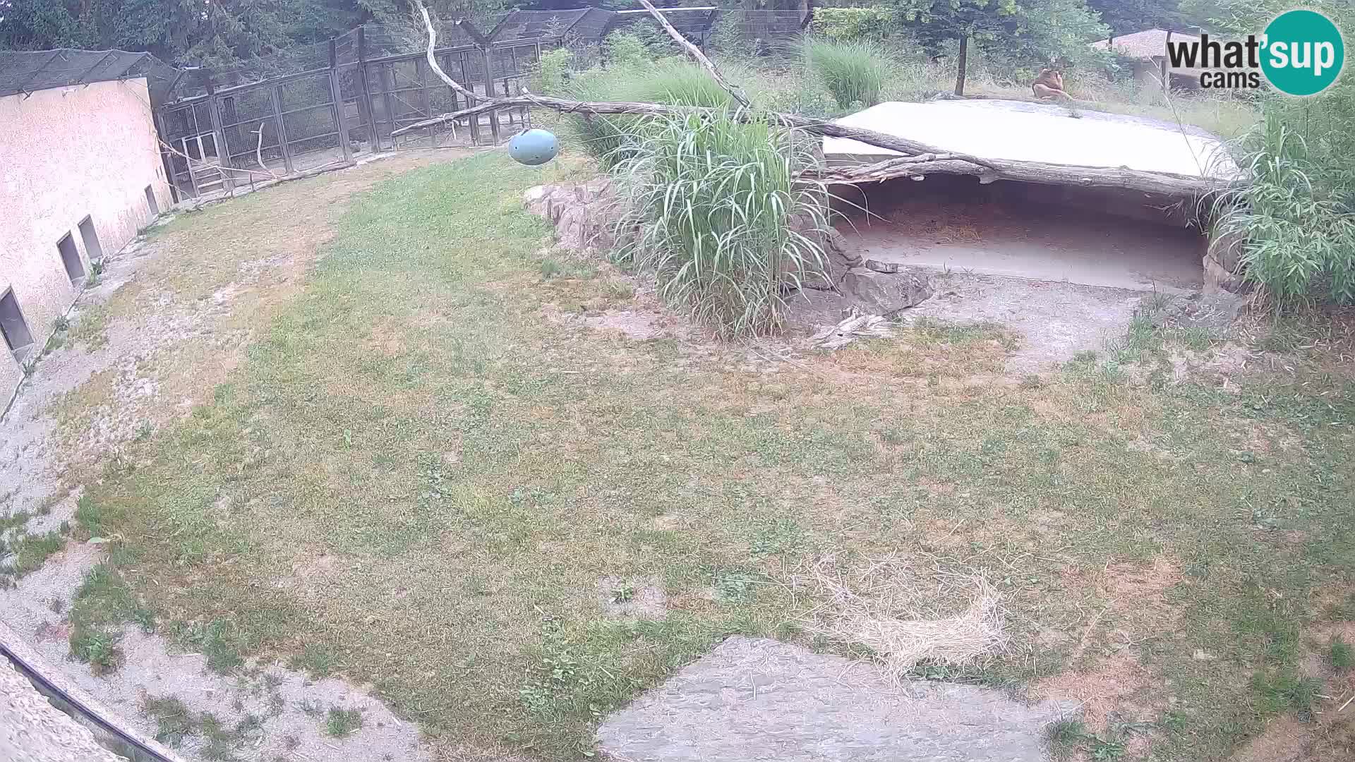 LEON Webcam en vivo en Ljubljana Zoo – Eslovenia