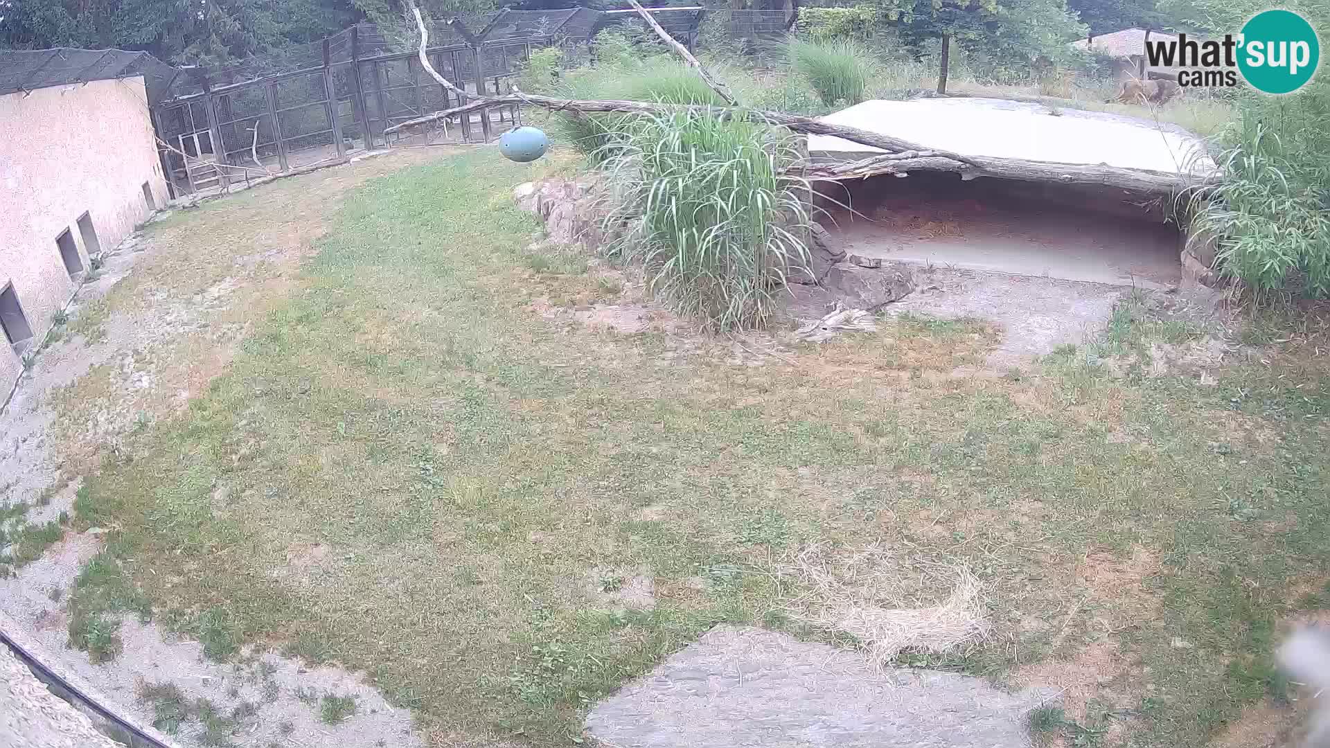 LEONE live Webcam nello zoo di Lubiana – Slovenia